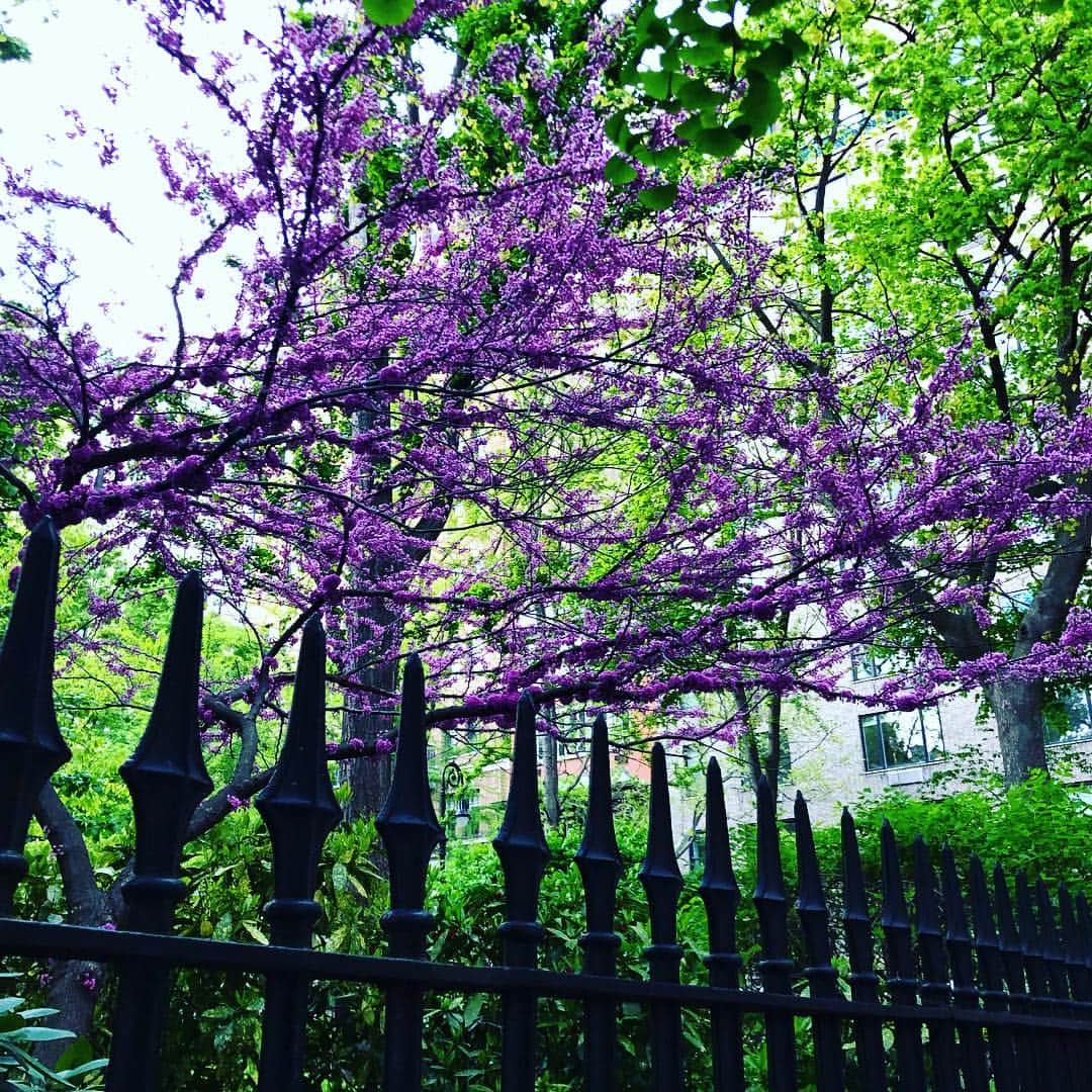 デレク ラムのインスタグラム：「Monday, Gramercy Park. My favorite tree blooms again.」
