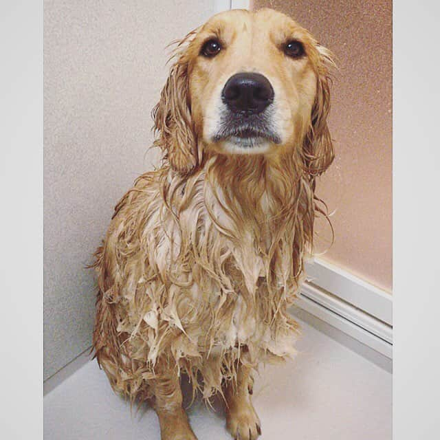 ikumiさんのインスタグラム写真 - (ikumiInstagram)「* * Shampoo day🚿 . お引越しして初のお家シャンプー。 慣れないし、ちょっぴり狭めな浴室。 雨に濡れて保護されたワンコみたいに 隅っこでオスワリしてる。 今まで浴室でオスワリって なかなかしなかったのに…😧 でもこの後はお利口さんでした😊 . 胸毛もサラフワ〜✨✨ ボーボー伸びてた足まわりは 私がカット✂︎ ガタガタ過ぎてお見せ出来ませんが😂 . やっと獣臭とれました〜♩ * * #goldenretriever#golden#retriever#instadog#instagolden#犬バカ部#ふわもこ部#大型犬のいる暮らし#ぴーすっ子#ヴィヴィの育児日記#2019年4月」4月29日 23時42分 - ikumi.betty_jupiter