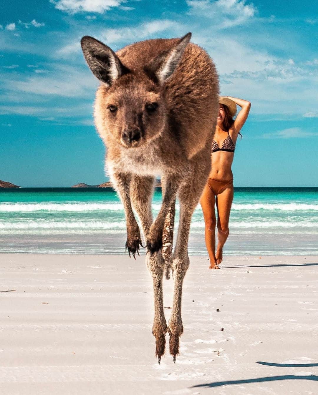 Australiaさんのインスタグラム写真 - (AustraliaInstagram)「"Honey, let's be clear, there's only one star around here." 🌟😉 @makyandmatt thought they'd capture a nice beach shot, but this #LuckyBay kangaroo clearly thought they were trying to steal her limelight! To be fair, the reason most people visit this #beach in @westernaustralia's @australiasgoldenoutback is to see the local mob of #kangaroos - so, of course, they are always the stars of the show! Maky, who captured this shot, summed up Lucky Bay perfectly: "The ocean has the nicest shade of blue you can imagine, friendly grey kangaroos chilling on the beach and dolphins playfully jumping in the waves during sunrise." Sounds pretty divine to us.  #seeaustralia #justanotherdayinwa #goldenoutback #nature #wildlife」4月29日 15時00分 - australia