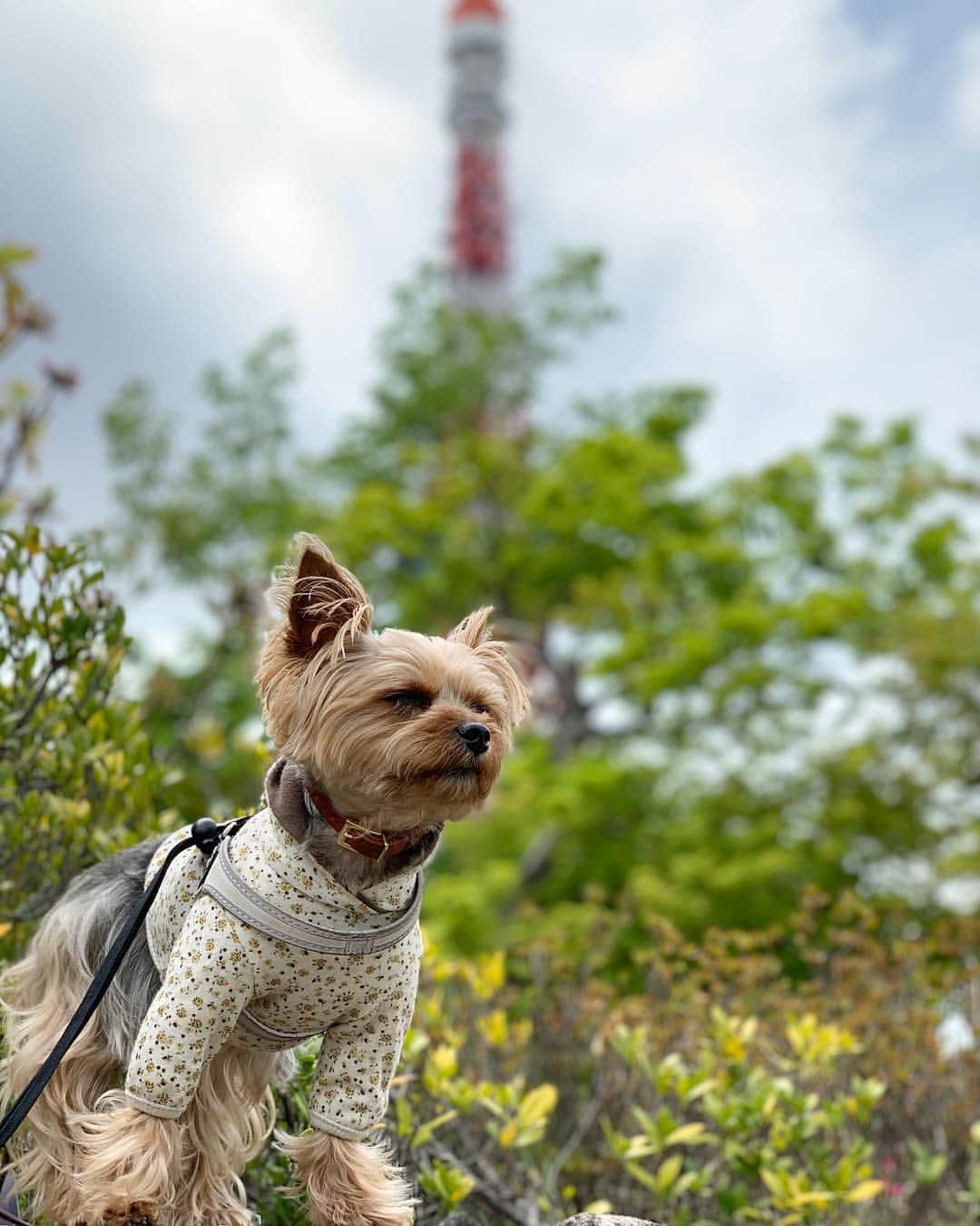 Rubyさんのインスタグラム写真 - (RubyInstagram)「ㅤㅤㅤㅤㅤㅤㅤㅤㅤㅤㅤㅤㅤㅤㅤ 🐶💬meditation 瞑想中。んっ？迷走中？ ㅤㅤㅤㅤㅤㅤㅤㅤㅤㅤㅤㅤㅤㅤㅤ ㅤㅤㅤㅤㅤㅤㅤㅤㅤㅤㅤㅤㅤㅤㅤ #yorkie #ヨーキー #yorkshireterrier #ヨークシャテリア」4月29日 15時10分 - ruby_the_yorkie