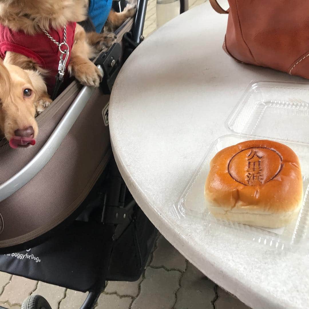 メルロコ一家の楽屋裏さんのインスタグラム写真 - (メルロコ一家の楽屋裏Instagram)「京急久里浜駅前のディリーヤマザキであんぱんを衝動買い。美味しいです！ #贅沢な小倉あんパン（ホイップ入り）」4月29日 15時12分 - merulocomocodon