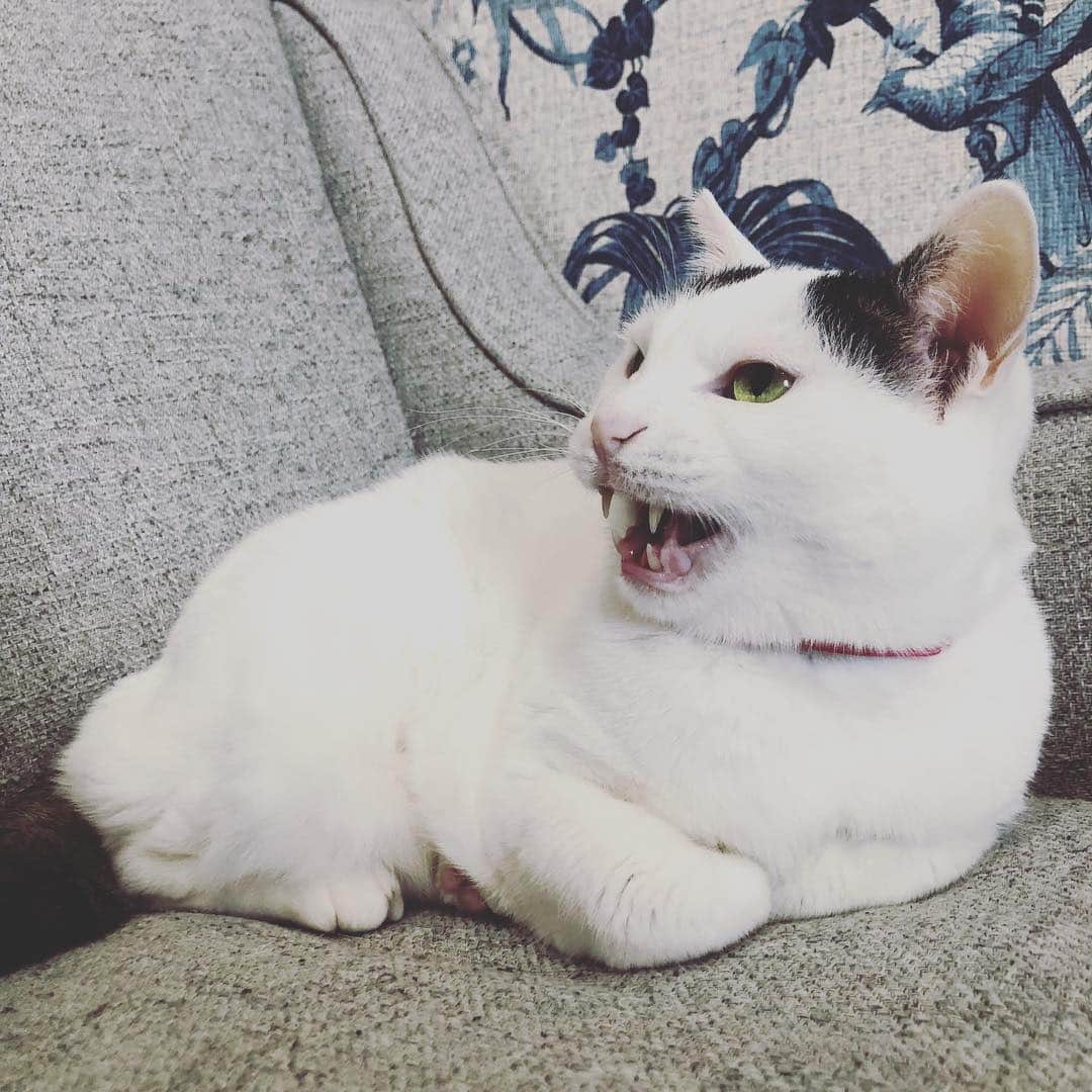 Siznaのインスタグラム：「#dura #cat #づら #猫 #sizna #雑種 #元地域猫 #ヅラ #ヅラ猫 #ヅラ猫部 #にゃんスタグラム #猫変態を増やそうの会 #ゴールデンウィーク真っ最中 #ゴールデンウィーク」