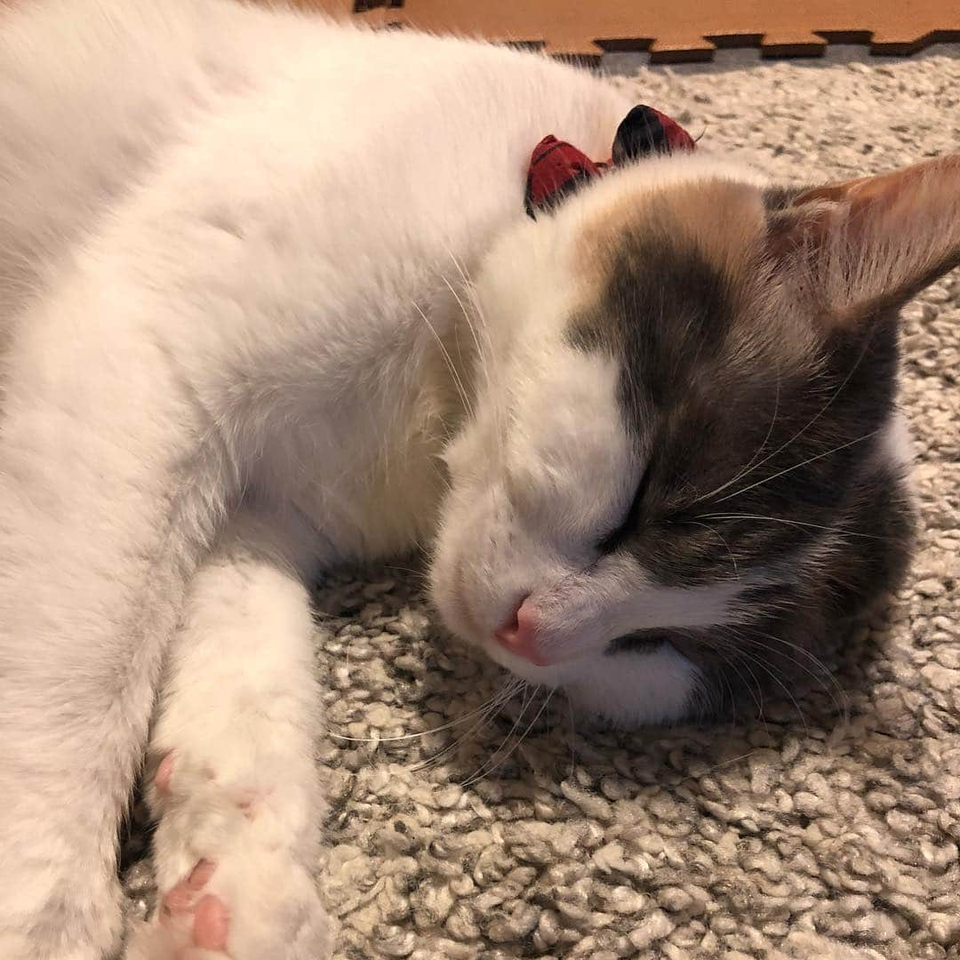 momo0224momomoさんのインスタグラム写真 - (momo0224momomoInstagram)「眠い。ゆずたん。  #ねこ#猫#かわいい#スコティッシュ#スコティッシュフォールド#ノルウェージャン#まん丸猫#ドラえもん#猫バカ#親バカ#多頭飼い#猫の平和を祈る#ペットバカ#ヌコ#Instagram猫#ねこ部」4月29日 15時27分 - momo0224momomo