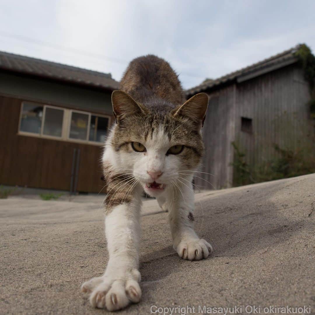 Masayukiさんのインスタグラム写真 - (MasayukiInstagram)「ここは通さない。  #cat #ねこ」4月29日 15時47分 - okirakuoki