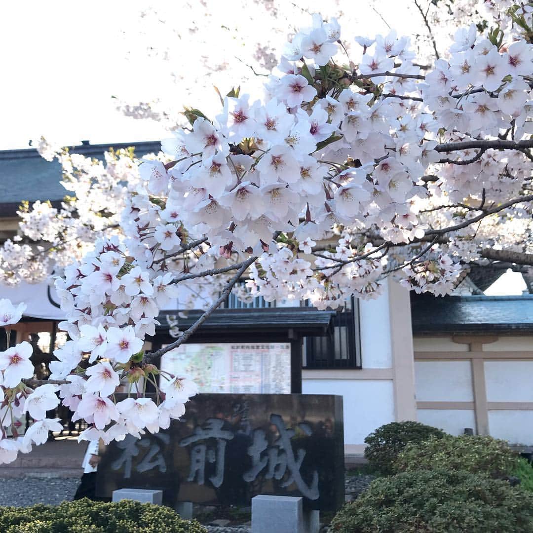 神田昭一のインスタグラム：「きょうのお天気は 桜が見頃の松前公園からー！  #HTB #イチオシ #お天気 #空とハイタッチ #松前城 #桜中継 #気象予報士 #神田昭一 #渡辺菜月」