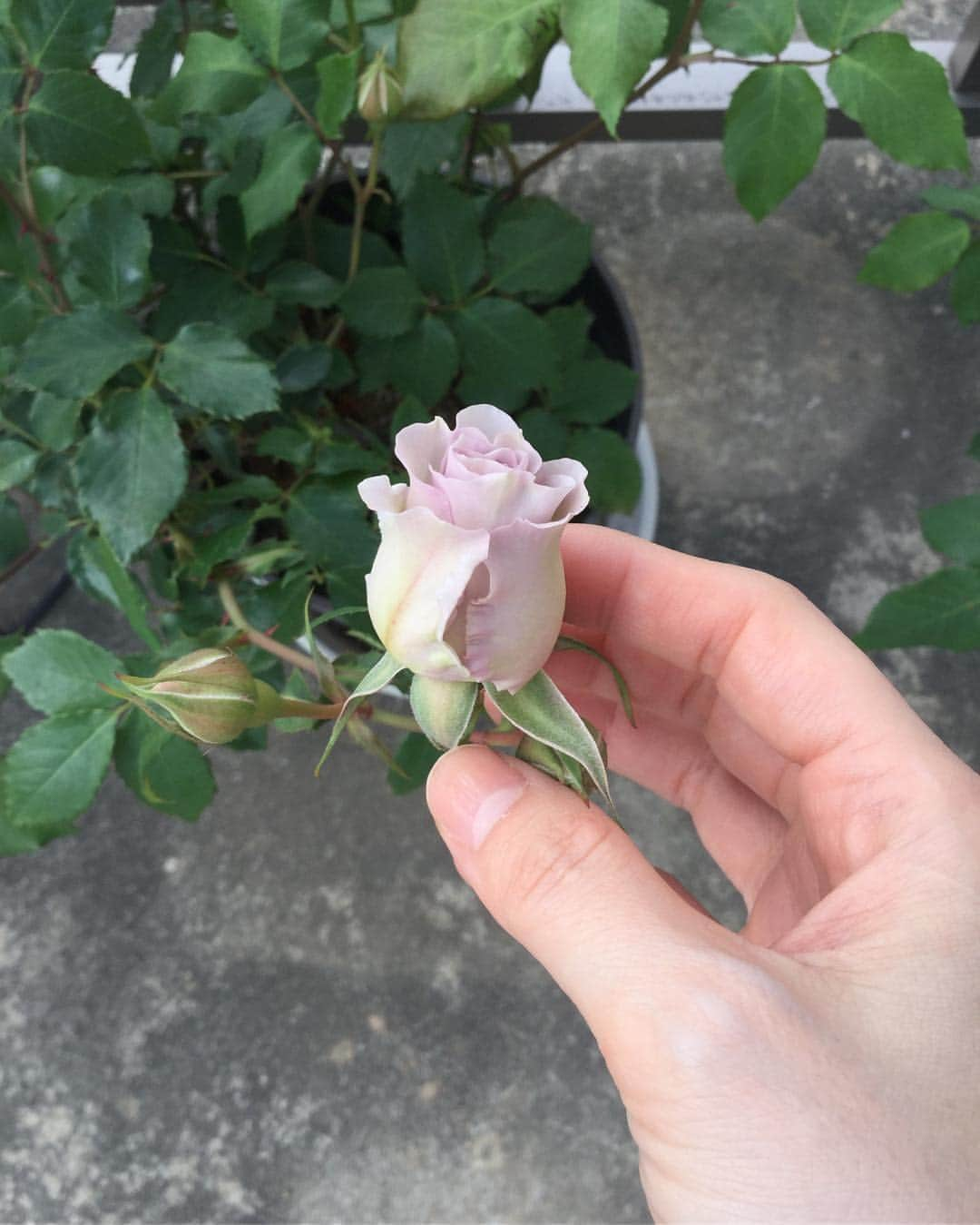 柴田淳さんのインスタグラム写真 - (柴田淳Instagram)「今春の初薔薇が咲きました🌹 見渡したら蕾が沢山😍💕💕💕💕 あと、名前を忘れちゃった白い花も🥰  幸せだなぁ☺️☺️☺️☺️ #firstrose #rose #mygarden #薔薇 #バラ」4月29日 16時04分 - shibatajun_official