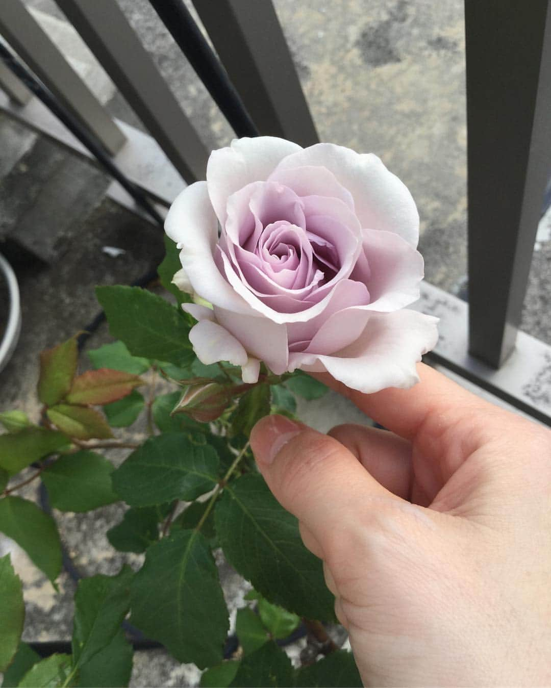 柴田淳さんのインスタグラム写真 - (柴田淳Instagram)「今春の初薔薇が咲きました🌹 見渡したら蕾が沢山😍💕💕💕💕 あと、名前を忘れちゃった白い花も🥰  幸せだなぁ☺️☺️☺️☺️ #firstrose #rose #mygarden #薔薇 #バラ」4月29日 16時04分 - shibatajun_official