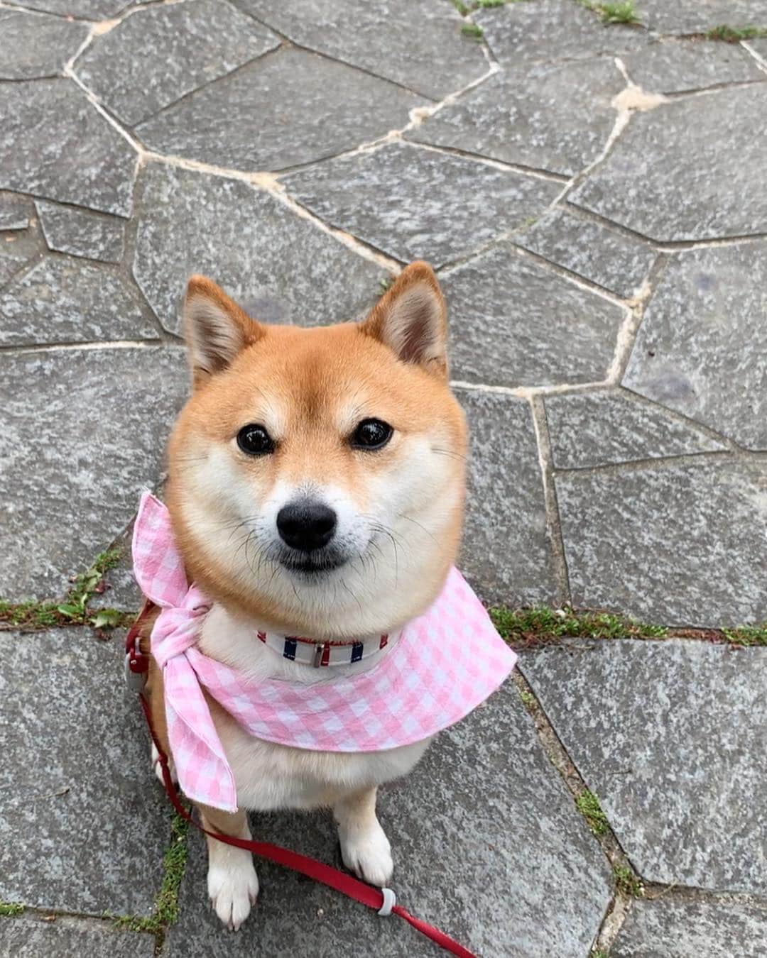 豆柴 サニーちゃんのインスタグラム