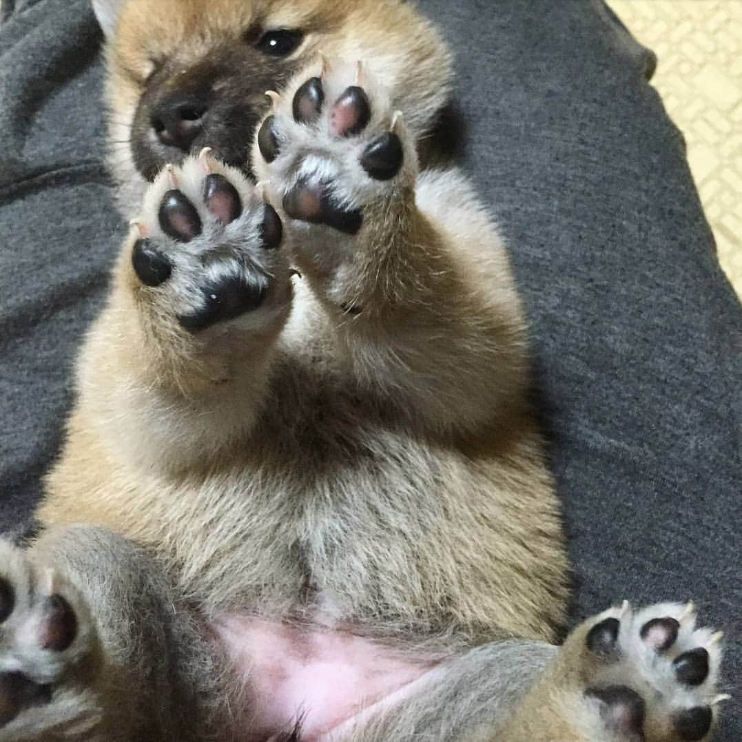 柴犬たま Shibainu Tamaのインスタグラム