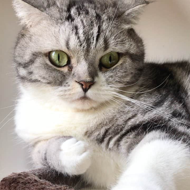 KATSUOのインスタグラム：「#cat #catsofinstagram #catstagram_taiwan #instacat #cutecat #katsuo #貓奴生活」