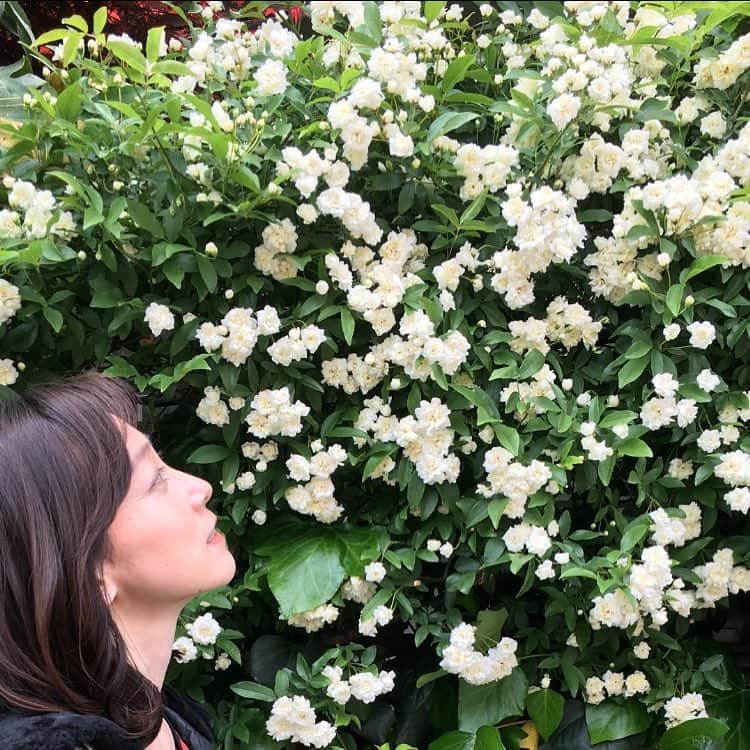 小橋めぐみのインスタグラム：「この花を最近よく見かける。」