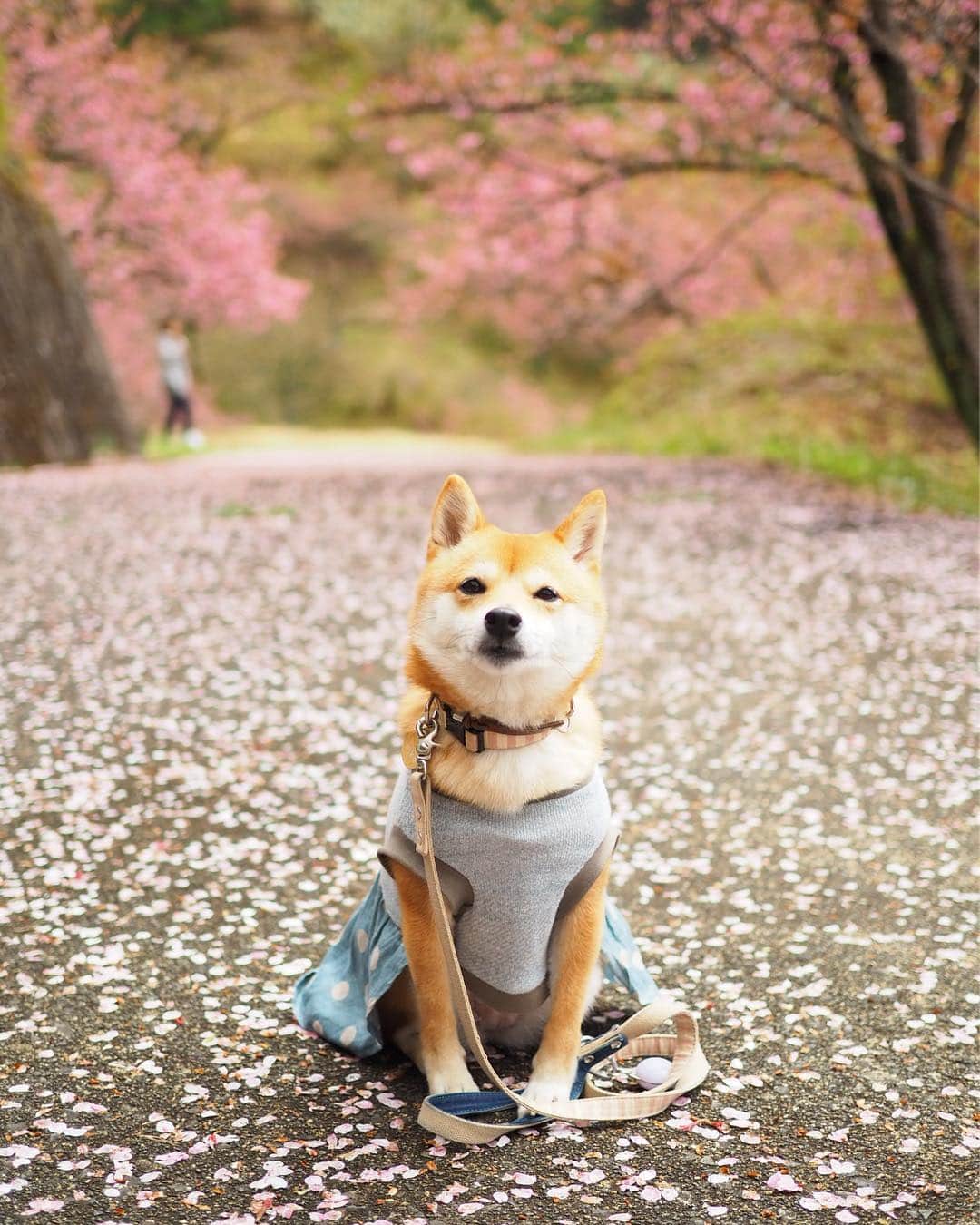 豆柴にこちゃんのインスタグラム
