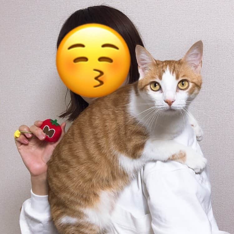 はなぼくろきなこさんのインスタグラム写真 - (はなぼくろきなこInstagram)「平成時代にさよならバイバイ👋 おれはもーにゃと旅に出る！ 🐈にゃーん！ . . . . #きなちょのおうちのもーにゃん #マキシムトマト」4月29日 16時46分 - hanabokurokinako