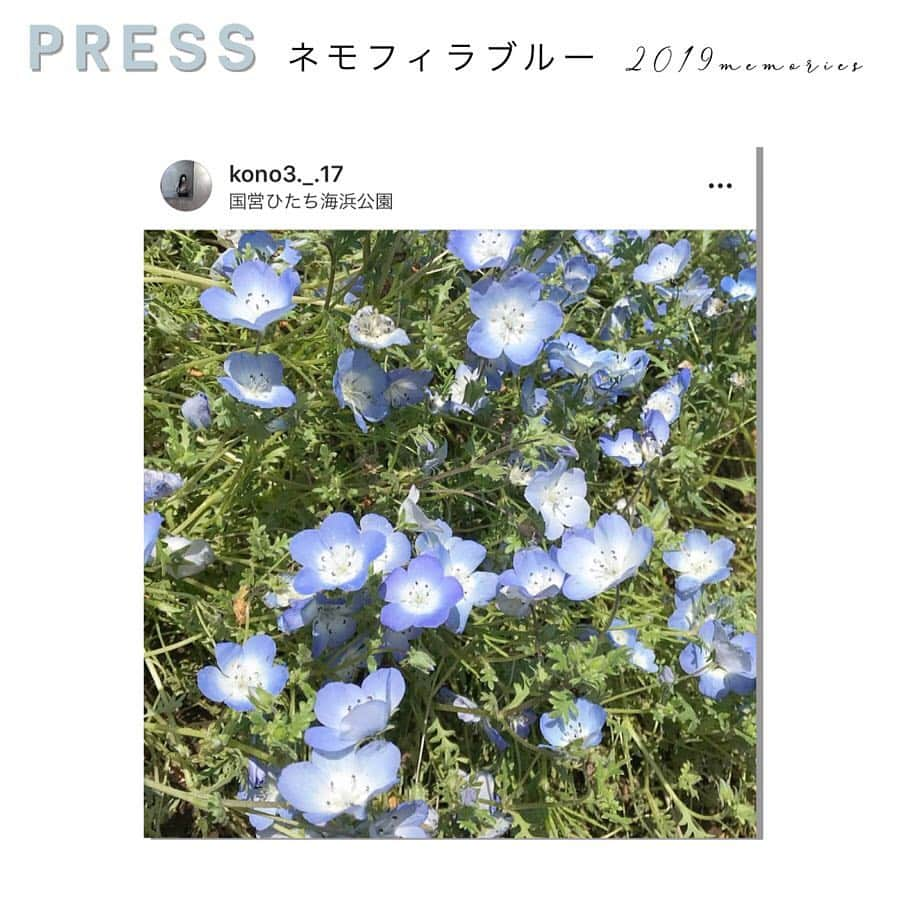 PRESSさんのインスタグラム写真 - (PRESSInstagram)「英語名はBaby blue eyes👶💠﻿ （赤ちゃんの青い瞳）﻿ ネモフィラが今、見頃です。﻿ ﻿ PRESS official bloggerの﻿ 준さんがお友達と行かれた﻿ ネモフィラ畑のblogを﻿ POSTしてくださいました♡﻿ ﻿ 준さんのblog&Instagramは﻿ こちらからfollow💁‍♀️→﻿ @jun_kwmt ﻿ ㅤ﻿﻿ —————————————————— ㅤ﻿﻿ ﻿﻿ お気に入りの写真に @pressblog #pressblog をㅤ﻿﻿ タグ🏷して投稿してください♡﻿﻿ PRESS公式アカウントでㅤ﻿﻿ あなたのアカウントをご紹介致します! ㅤ﻿﻿ ㅤ﻿﻿ ——————————————————﻿﻿ ﻿ #ネモフィラ #babyblueeyes #ネモフィラの丘 #ネモフィラ祭り #ネモフィラ祭り2019フォトコン #ネモフィラブルー #ネモフィラ畑 #花畑 #フラワー #お花 #お花畑 #インスタ映え #フォトジェニック #pressblog」4月29日 16時48分 - press.inc