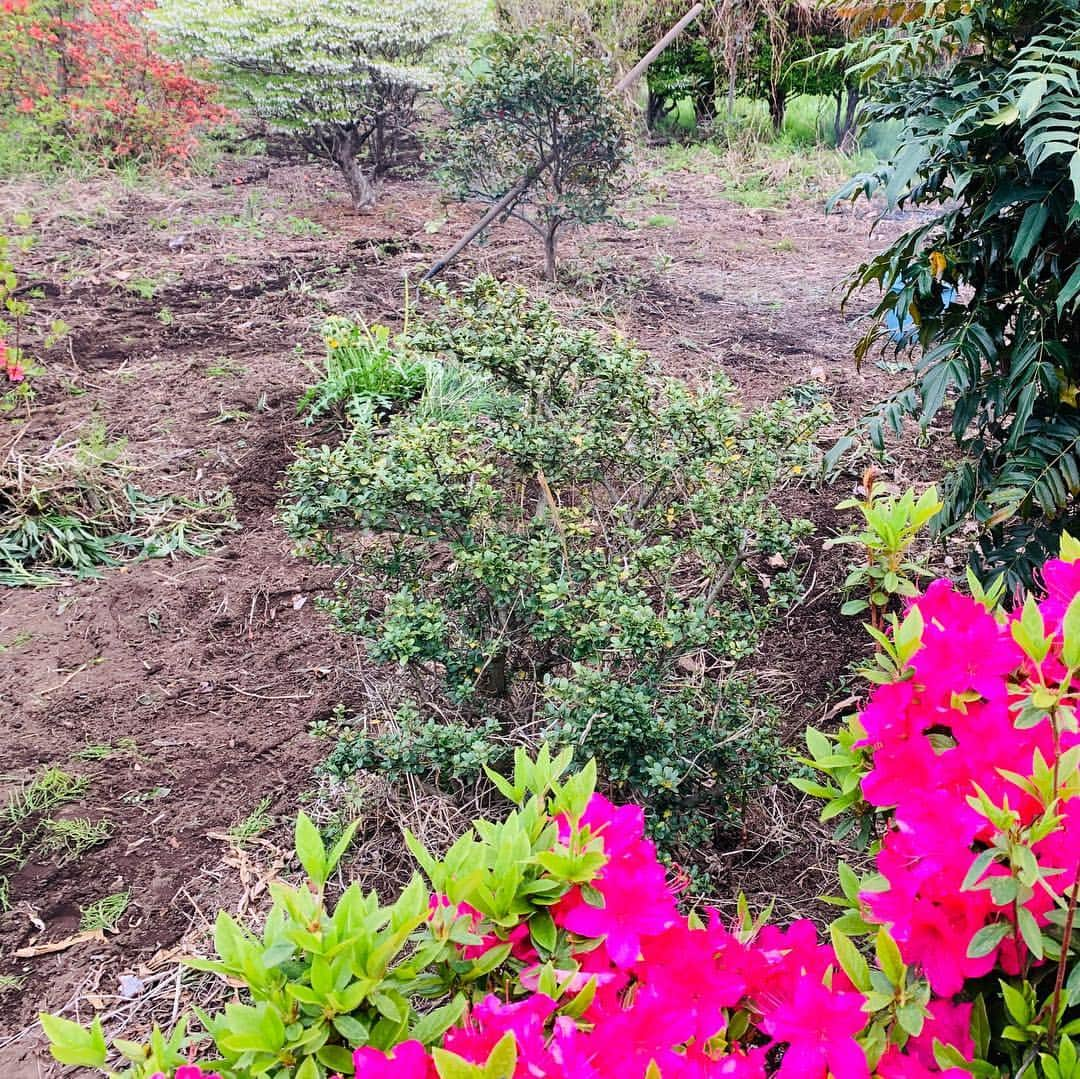 サトウヒロコさんのインスタグラム写真 - (サトウヒロコInstagram)「🌲🌲‪🌲 今年は初めてNO除草剤にチャレンジ。‬ ‪すでにくじけそう...‬ ‪1日じゃ終わらないっぽい。‬ ‪続きは令和に持ち越し。‬ ・ ‪お母さんが庭師帽子と庭師腕をくた。それだけでとっても幸せちゃん💕‬ ・ ‪風呂入ってビール飲も🍺✨‬ ・ #サトウヒロコ #シンガーソングライター #シンガーソング庭師 #LOHAS #ig_japan  #igdaily  #初めての庭 #庭づくり #庭 #庭のお手入れ #庭木  #庭のある暮らし  #庭の花  #庭いじり #庭仕事」4月29日 17時06分 - satohiroko1208