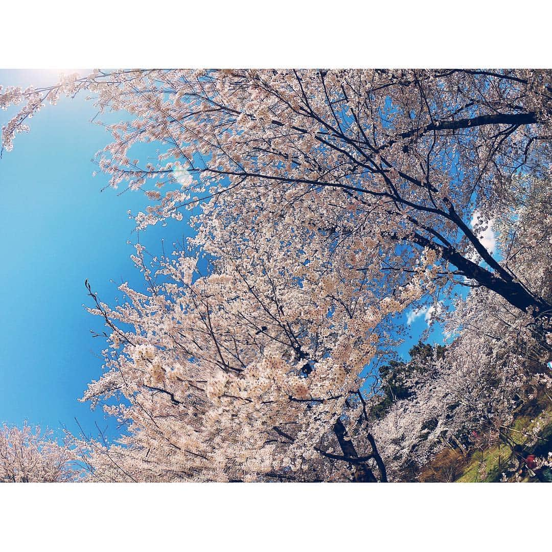 高橋和美さんのインスタグラム写真 - (高橋和美Instagram)「. 桜と菜の花🌸 #赤城南面千本桜#桜まつり#桜#菜の花#猿回し#sakura#canolaflower#monkey#monkeyshow#japan」4月29日 17時18分 - iam_____k_____