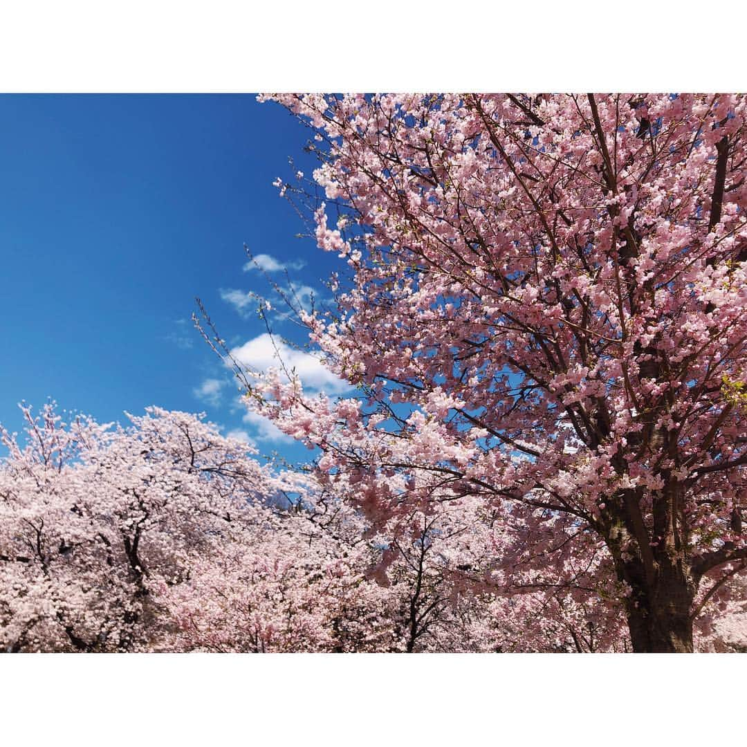 高橋和美さんのインスタグラム写真 - (高橋和美Instagram)「. 桜と菜の花🌸 #赤城南面千本桜#桜まつり#桜#菜の花#猿回し#sakura#canolaflower#monkey#monkeyshow#japan」4月29日 17時18分 - iam_____k_____