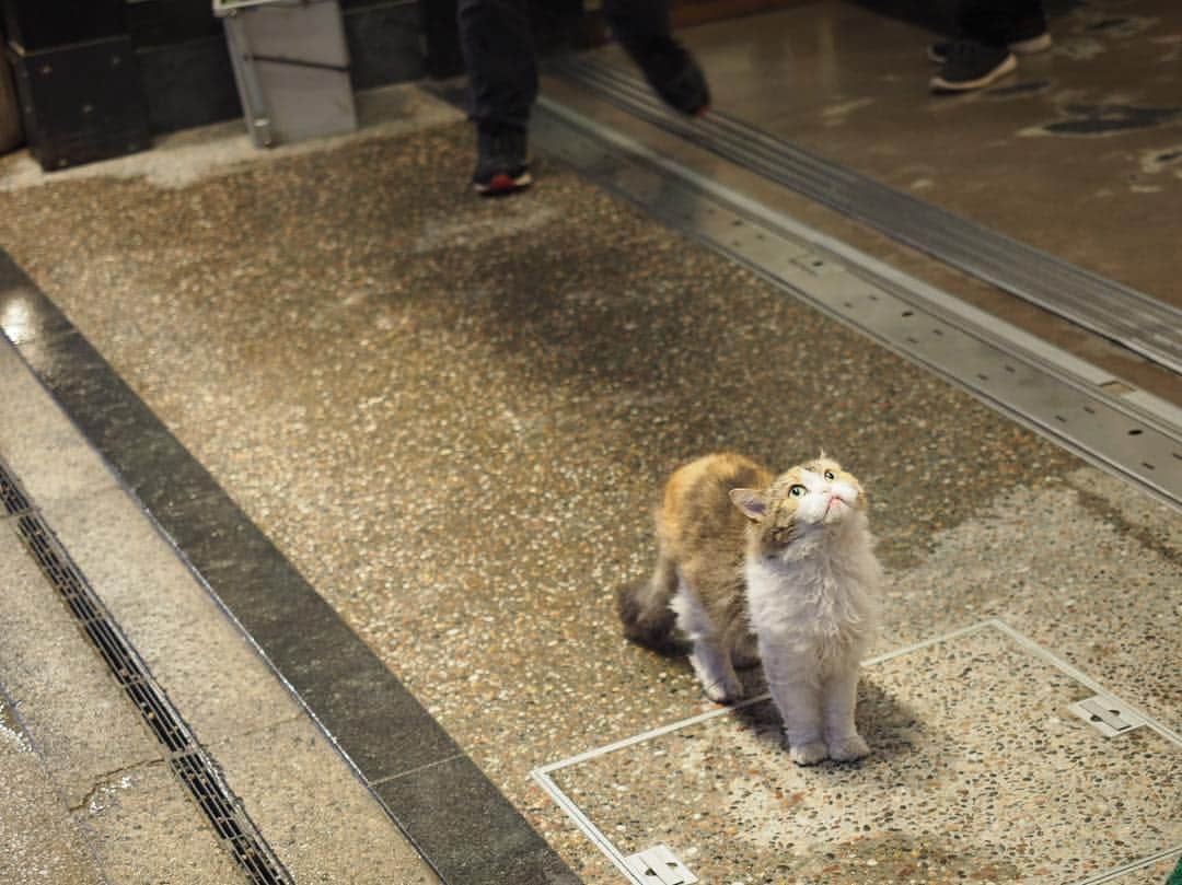 鳥越裕貴さんのインスタグラム写真 - (鳥越裕貴Instagram)「宮島の猫さん🐈 かわゆかったぁ〜 OLYMPUS持って、旅したいな。 #宮島 #cat #olympus #em5mark2」4月29日 17時12分 - yuki_torigoe.cleftchin
