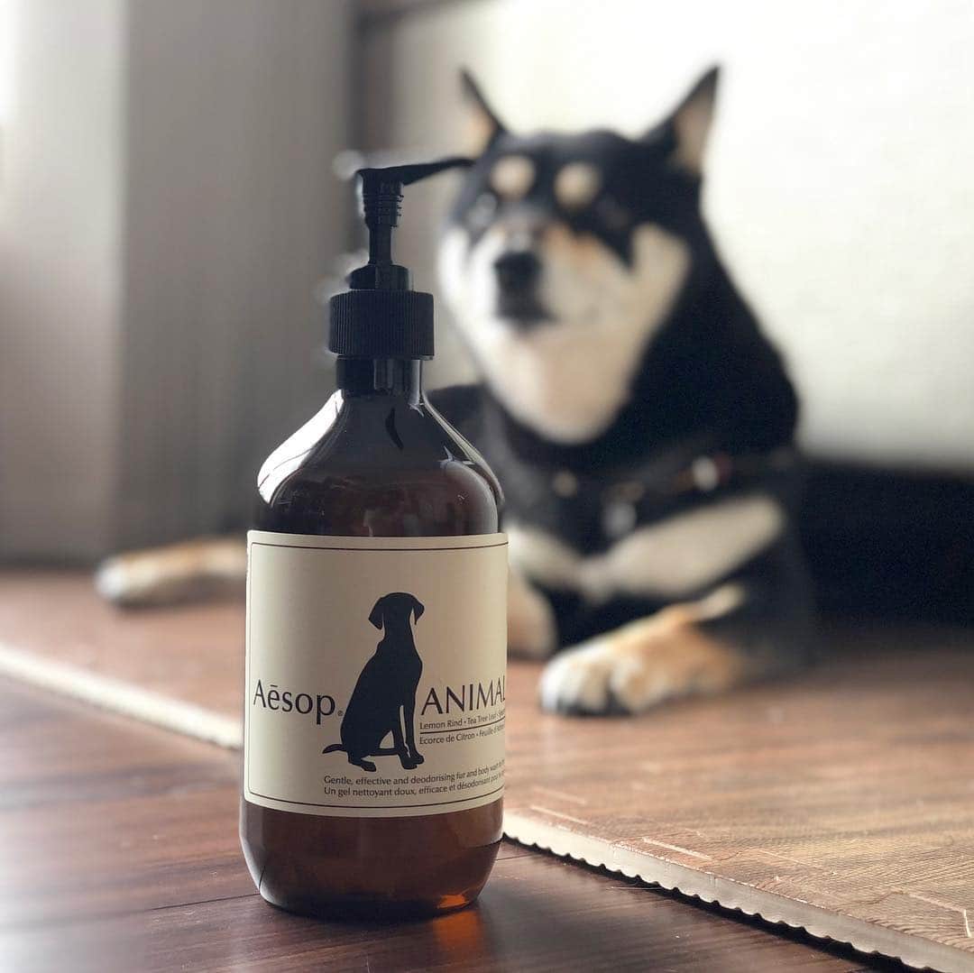 vo_coのインスタグラム：「🚿 明日、「ライキャク」てのがあるらしくて、洗われちゃったんだわん！ いつもと違うのでわしゃわしゃされたけど、違いがよくわからないって飼い主が言ってる… とりあえず、現状の限りでふわふわになりましたん！ * #平成最後のシャンポー #Aesop #aesop_animal  #shibastagram #instashiba #shiba #shibainu #黒柴 #柴犬」
