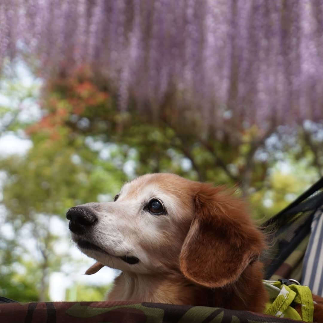 kazumiさんのインスタグラム写真 - (kazumiInstagram)「. 『藤祭り』ルカくんバージョンで～す(❁´◡`❁)*✲ﾟ* . 「まじめかー！」って突っ込みたくなるお顔に仕上がりましたぁ…😂💝 * * * #ルカ#ルーちゃん#愛犬#癒し#可愛い#ダックス#ダックスフンド#ミニチュアダックス#ミニチュアダックスフンド#藤祭り#写真嫌い#重くて持ち上げられない#親バカ#シニア犬#お爺ちゃん日記 #dachshund#miniaturedachshund#dachshund_world#dogstagram#dogofinstagram#dachshundsofinstagram#dachshundlove#instadog#cute#pretty#love」4月29日 18時35分 - dagumama