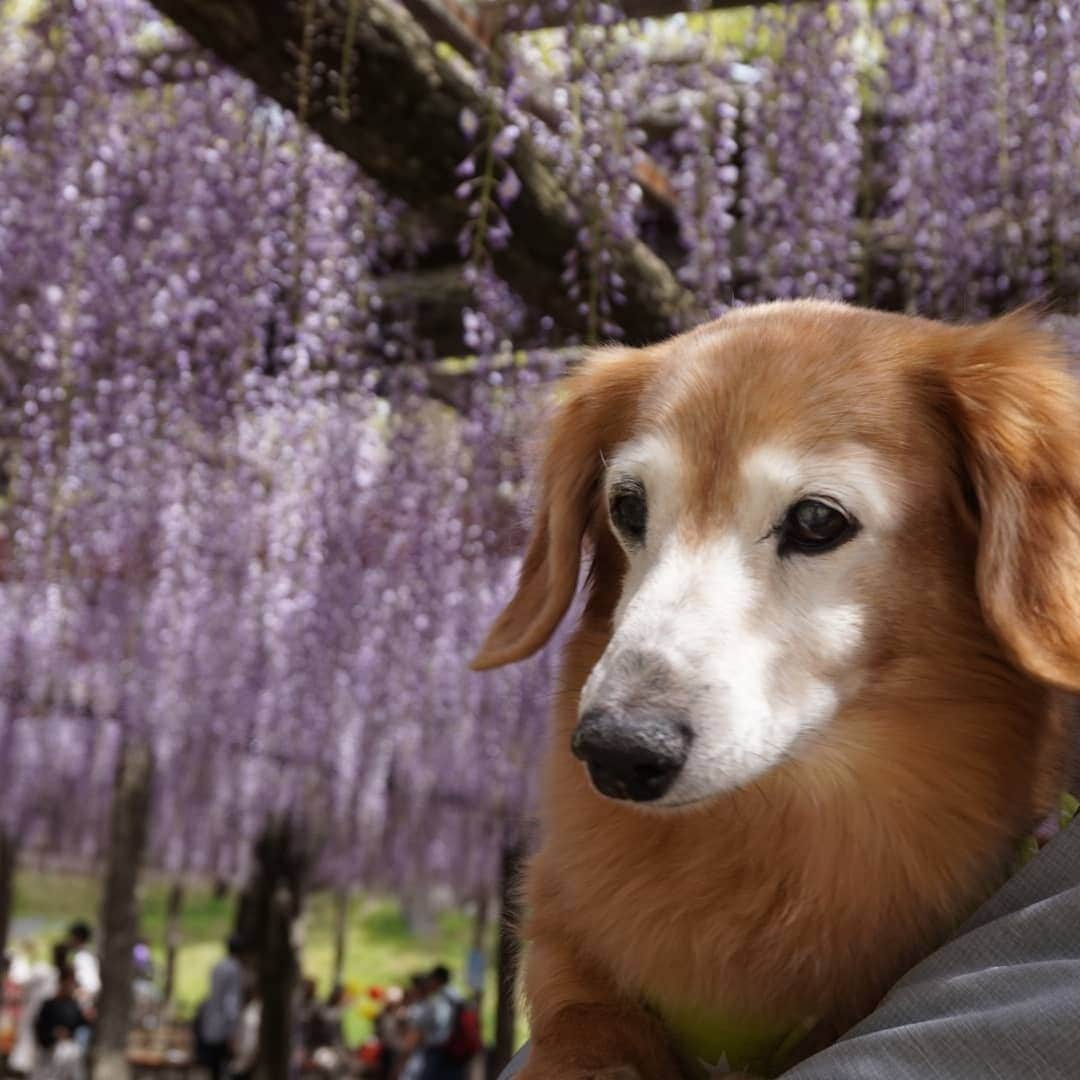 kazumiさんのインスタグラム写真 - (kazumiInstagram)「. 『藤祭り』ルカくんバージョンで～す(❁´◡`❁)*✲ﾟ* . 「まじめかー！」って突っ込みたくなるお顔に仕上がりましたぁ…😂💝 * * * #ルカ#ルーちゃん#愛犬#癒し#可愛い#ダックス#ダックスフンド#ミニチュアダックス#ミニチュアダックスフンド#藤祭り#写真嫌い#重くて持ち上げられない#親バカ#シニア犬#お爺ちゃん日記 #dachshund#miniaturedachshund#dachshund_world#dogstagram#dogofinstagram#dachshundsofinstagram#dachshundlove#instadog#cute#pretty#love」4月29日 18時35分 - dagumama