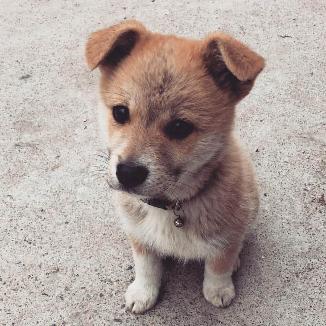 井出有治さんのインスタグラム写真 - (井出有治Instagram)「チームに行ったらハナに息子が生まれてました。 あんなに小さかったコムもこれでお婆ちゃんに😆 この子の名前は『ノーランくん』生まれた時に黄色ぼかったから。  あ〜、可愛かった 笑  #犬 #dog #仔犬 #ecsta」4月29日 18時40分 - yuji_ide_official