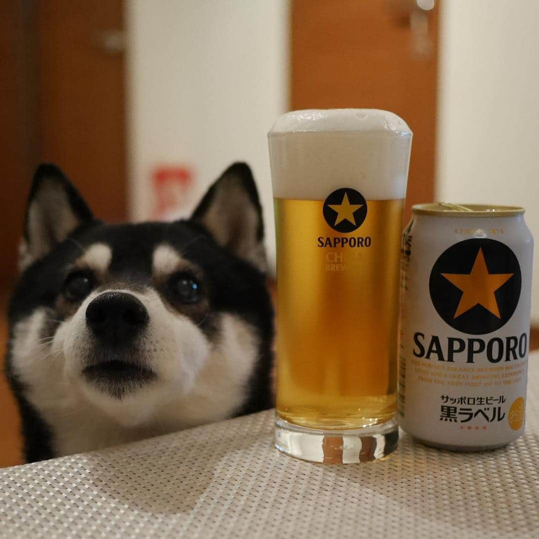 くろさんのインスタグラム写真 - (くろInstagram)「お土産グラスでいただきますっ🍺 #サッポロビール千葉工場 #CHIBABREWERY #ビール工場見学 #お土産グラス #目線の先にはおやつ #お疲れちゃんビール #サッポロ黒ラベル #サッポロ生ビール黒ラベル #黒ラベル #サッポロビール #sapporobeer #lovebeer #⭐︎SAPPORO #黒柴 #柴犬 #和犬 #日本犬 #晩酌犬 #座敷犬 #癒し犬 #わんこと一緒 #わんこのいる暮らし #柴犬のいる暮らし #柴犬の癒し #柴犬と一緒 #わんこのいる生活 #ふわもこ部 #わんだフォ #わんだふるjapan」4月29日 18時42分 - m6bmw