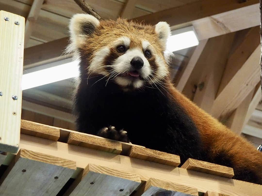 水谷果穂さんのインスタグラム写真 - (水谷果穂Instagram)「シャボテン公園に行ってきました📸」4月29日 19時10分 - kahomizutani_official