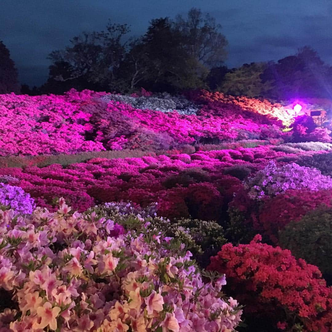 伊東市公式アカウントさんのインスタグラム写真 - (伊東市公式アカウントInstagram)「✨小室山公園夜つつじ散歩✨ 〜花と星のおもてなし〜 ・ 静岡県伊東市の小室山公園では、現在つつじが見頃を迎えており、昼間には「つつじ祭り」、夜には園内をライトアップする「夜つつじ観賞会」を開催しています。 ・ 夜つつじ散歩では、昼間とは違った夜の幻想的な雰囲気の中でつつじを楽しむことができます🌙✨ また、今年度は静岡デスティネーションキャンペーンの特別企画として、ナイトリフトを運行し、小室山山頂にて星空観賞会（無料）も同時開催していますので、この機会に是非ご来場下さい🙇🏻‍♀️ ・ ・ ［小室山公園夜つつじ観賞会］ ●期間  5月6日（月・休）まで．  各日19時〜21時． ※  つつじの開花状況により、終了時期を変更する場合がございます。 ●駐車場  小室山大駐車場（無料） ・ ［ナイトリフト&星空観賞会］ ●期間  4月29日（月・祝）． 5月3日（金・祝）〜5日（日・祝） ． ※  本日の星空観賞会は、星が見えないため、中止となっておりますが、リフトは運行中です。． ※ リフトは荒天により運休となる場合がございます。東海バスのHP内の「小室山観光リフト リアルタイム運行状況」をご確認ください。 ・ ・ ・ #伊東市﻿ #静岡県 #いいね伊豆﻿ #静岡ツアーズ﻿ #小室山 #つつじ #イベント #祭 #旅行﻿ #旅行好きな人と繋がりたい﻿ #旅行好き﻿ #美しい #ライトアップ #観光﻿ #観光スポット﻿ #国内旅行﻿ #春の花﻿ #花好きな人と繋がりたい﻿ #花﻿ #lovers_nippon﻿ #love_bestjapan﻿ #japan_of_insta﻿ #nipponpic ﻿ #instaflowerpics﻿ #spring﻿ #springblooms﻿ #bloom﻿ #bonsaiart﻿ #japan_daytime_view #ito」4月29日 19時10分 - itouji_official