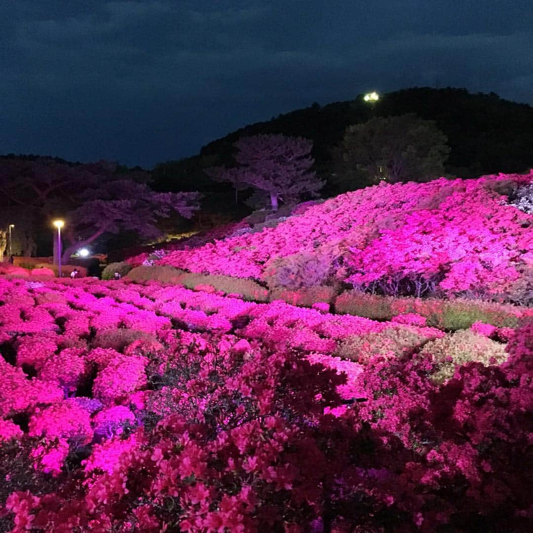 伊東市公式アカウントさんのインスタグラム写真 - (伊東市公式アカウントInstagram)「✨小室山公園夜つつじ散歩✨ 〜花と星のおもてなし〜 ・ 静岡県伊東市の小室山公園では、現在つつじが見頃を迎えており、昼間には「つつじ祭り」、夜には園内をライトアップする「夜つつじ観賞会」を開催しています。 ・ 夜つつじ散歩では、昼間とは違った夜の幻想的な雰囲気の中でつつじを楽しむことができます🌙✨ また、今年度は静岡デスティネーションキャンペーンの特別企画として、ナイトリフトを運行し、小室山山頂にて星空観賞会（無料）も同時開催していますので、この機会に是非ご来場下さい🙇🏻‍♀️ ・ ・ ［小室山公園夜つつじ観賞会］ ●期間  5月6日（月・休）まで．  各日19時〜21時． ※  つつじの開花状況により、終了時期を変更する場合がございます。 ●駐車場  小室山大駐車場（無料） ・ ［ナイトリフト&星空観賞会］ ●期間  4月29日（月・祝）． 5月3日（金・祝）〜5日（日・祝） ． ※  本日の星空観賞会は、星が見えないため、中止となっておりますが、リフトは運行中です。． ※ リフトは荒天により運休となる場合がございます。東海バスのHP内の「小室山観光リフト リアルタイム運行状況」をご確認ください。 ・ ・ ・ #伊東市﻿ #静岡県 #いいね伊豆﻿ #静岡ツアーズ﻿ #小室山 #つつじ #イベント #祭 #旅行﻿ #旅行好きな人と繋がりたい﻿ #旅行好き﻿ #美しい #ライトアップ #観光﻿ #観光スポット﻿ #国内旅行﻿ #春の花﻿ #花好きな人と繋がりたい﻿ #花﻿ #lovers_nippon﻿ #love_bestjapan﻿ #japan_of_insta﻿ #nipponpic ﻿ #instaflowerpics﻿ #spring﻿ #springblooms﻿ #bloom﻿ #bonsaiart﻿ #japan_daytime_view #ito」4月29日 19時10分 - itouji_official