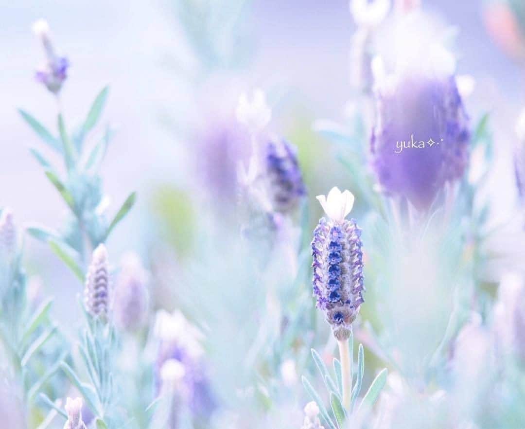花の写真館のインスタグラム：「Photo by @yuka_mera.⠀ https://instagram.com/yuka_mera/⠀ .⠀ Original Post[投稿頂いたURL]⠀ https://www.instagram.com/p/BvmBrZ1FmE6/⠀ .⠀ 本アカウントは、 #私の花の写真 をつけてInstagramに投稿された皆さまの花の写真や、「花の写真館」Facebookページで投稿された花の写真を紹介します。⠀ 「花の写真館」Facebookページは、「 @floral.photograph 」のプロフィールにあるURLからご覧ください。⠀ .⠀ #花の写真館 #floralphotograph #floralphoto #flower #flowers #富士フイルム #FUJIFILM⠀ Follow: @floral.photograph」