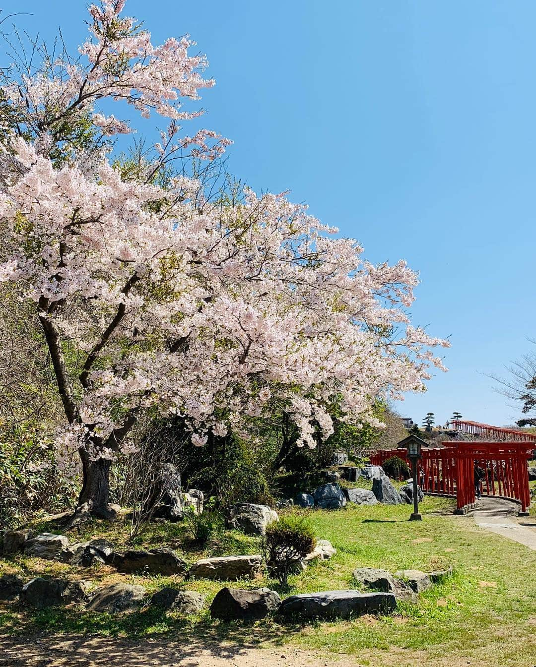 稲葉千秋さんのインスタグラム写真 - (稲葉千秋Instagram)「お休みだったので家族でおでかけ♪ 桜も咲いていて青空で太陽が心地よく… 最高に気持ちよかったです😊🌸✨ #高山稲荷神社  #青森の伏見稲荷 #千本鳥居 #つがる市 #桜 #青空 #気持ちいい  #リフレッシュ #両親ともに同じポーズ」4月29日 19時27分 - chakey_15