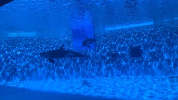 Ami のグルメインスタ