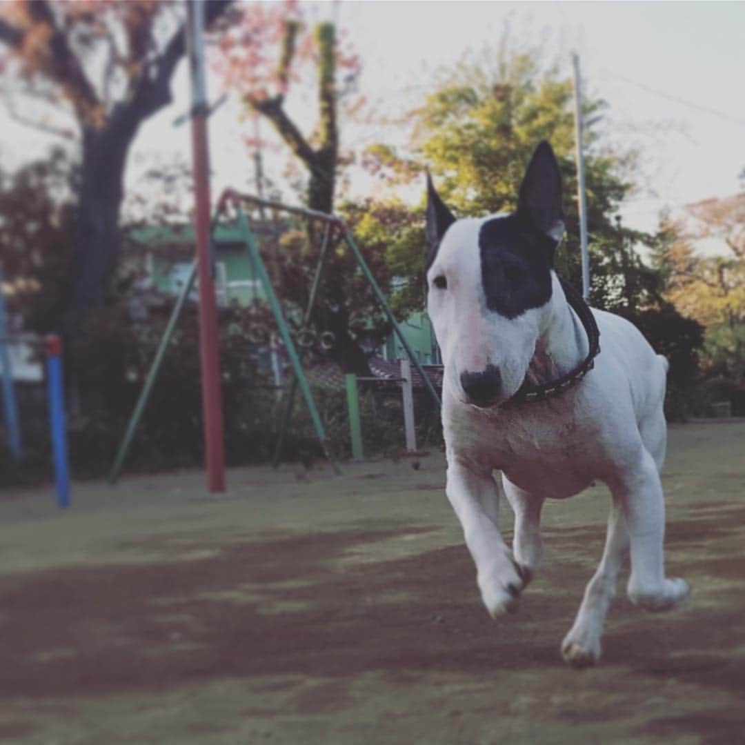 Q太郎さんのインスタグラム写真 - (Q太郎Instagram)「#minituru#bull#terrier#minibullterrier#miniturubullterrier#dog#dogstagram#cute#qtaro#love#family#ミニチュア#ブルテリア#ミニチュアブルテリア#Q太郎」4月29日 19時32分 - qtaro.jun