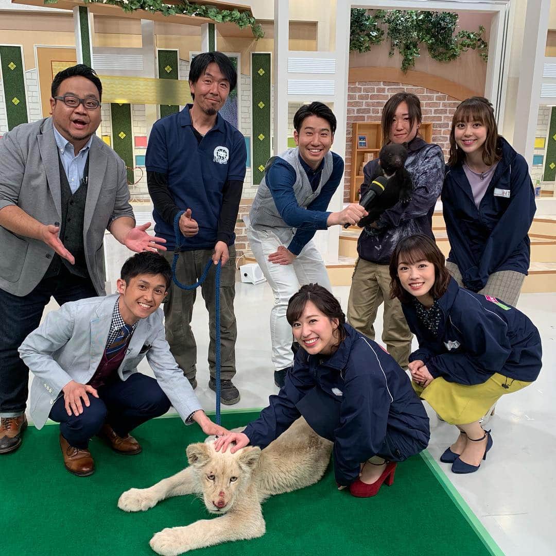 高橋春花のインスタグラム：「ノースサファリサッポロから 驚きのゲストが！！！ ライオンとクマ！！！😳 最初は近づけませんでしたが… とても賢くて人なつこいことがわかり 勇気を出してさわさわ…。笑 #ライオン#クマ #触れ合える #ノースサファリサッポロ #イチオシ#HTB」