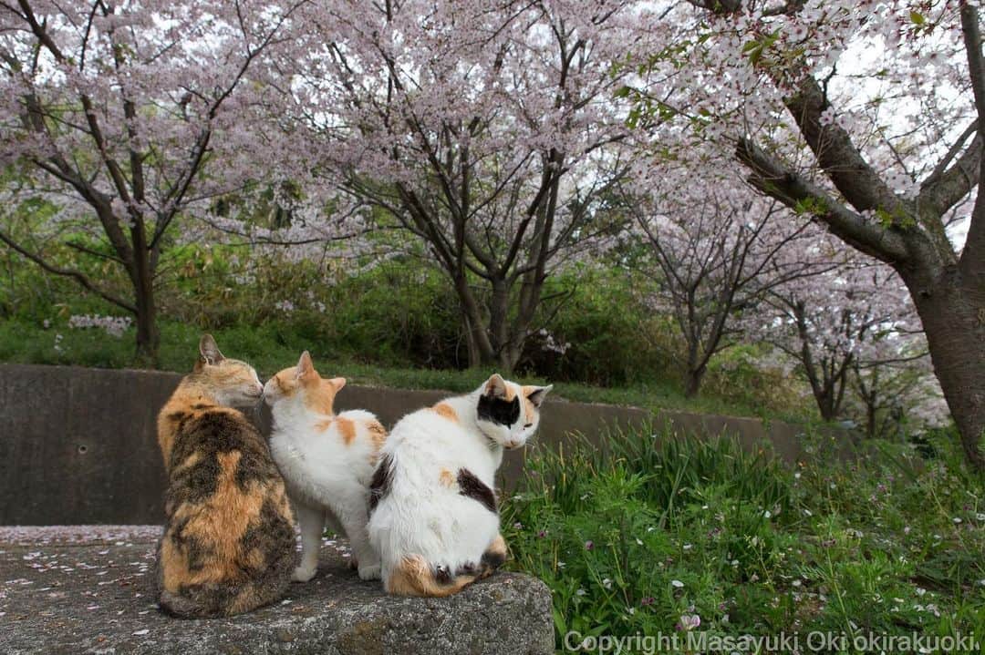 Masayukiさんのインスタグラム写真 - (MasayukiInstagram)「花見の前に。  #cat #ねこ #love #🌸」4月29日 19時44分 - okirakuoki