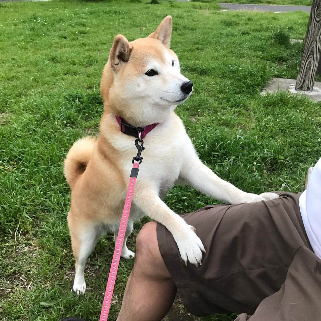 柴犬のモモさんのインスタグラム写真 - (柴犬のモモInstagram)「昨日の朝にまりんちゃんのママさんにしていたことを、今日の夕んぽでまりんちゃんのパパさんにしている #いぬ #イヌ #犬 #柴犬 #赤柴 #日本犬 #犬バカ部 #ふわもこ部 #いぬら部 #癒しわんこ #柴犬マニア #犬のいる暮らし #口角キュキュッと部 #shiba #shibainu #shibadog #dogstagram #dogsofinstagram #shibastagram #shibasofinstagram #shibamania #inu #instadog #toyota_dog」4月29日 20時05分 - shi_ba_i_nu_momo