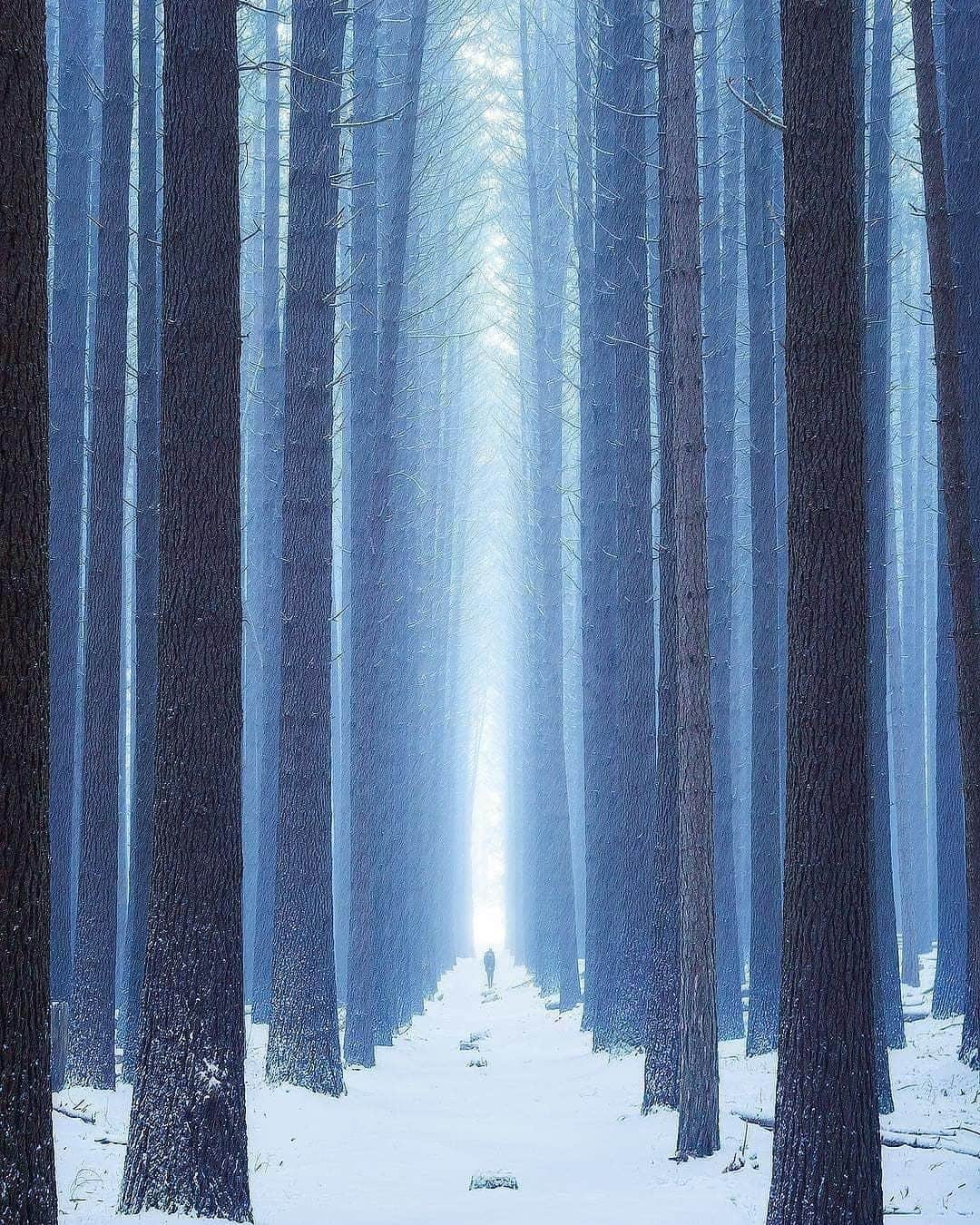 Australiaさんのインスタグラム写真 - (AustraliaInstagram)「It’s still a little while away but we’re already dreaming of winter wonderland vibes. ❄️ @_danieltran_  captured this magical scene when he visited the #SugarPineWalk in @visitnsw last year, as the canopy of towering pine trees here looked spectacular under a coating of snow. Situated within #BagoStateForest, this stunning spot is under two hours' drive from @visitwaggawagga, which makes for a great day trip from this regional city, or a pit stop (aka photo stop) on the way to a ski holiday in the @snowymountainsnsw. TIP: The walk is only 500 metres long so you don’t need heavy-duty walking shoes, but do account for the weather when you’re visiting during snowfall.  #seeaustralia #newsouthwales #snowymountainsnsw #visitwagga #travel」4月29日 20時00分 - australia