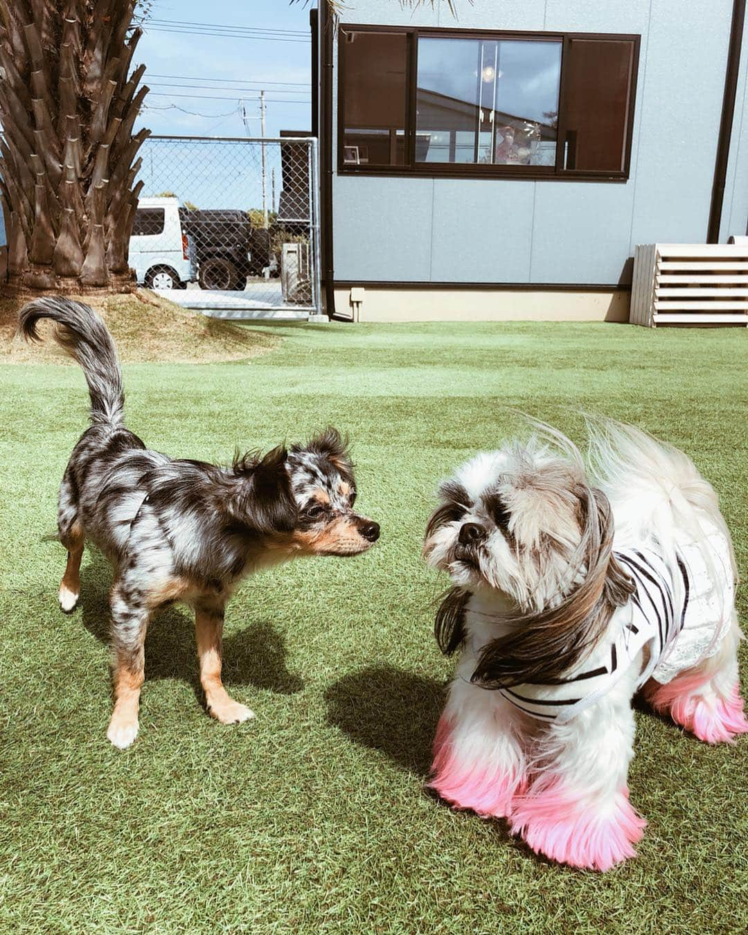 伊東大輝さんのインスタグラム写真 - (伊東大輝Instagram)「秋田犬でかくてカワユイ😍✨✨ 今日も天気最高でした！ ご近所さんが来てくれると嬉しいね！🌸 DOG RUNワンコインキャンペーン500円‼️💥 トリミング、ホテルは事前のご予約お待ちしてます👌🏾👌🏾 ワクチン証明書の写メ又はコピーおもちください💥 アクセス👉千葉県長生郡一宮町一宮10090-1-1F Google map 👉 『petsalon pinkbeach』  #petsalon #trimming #grooming #pethotel #dog #cat #トリミングサロン #ペットサロンピンクビーチ #petsalonpinkbeach #pink #pinkbeach #dogrun #トリマー #トリマーさん募集 #トリマーさん #トリマー専門学校 #トリミング #マイクロバブル #千葉」4月29日 20時01分 - daikiitoh