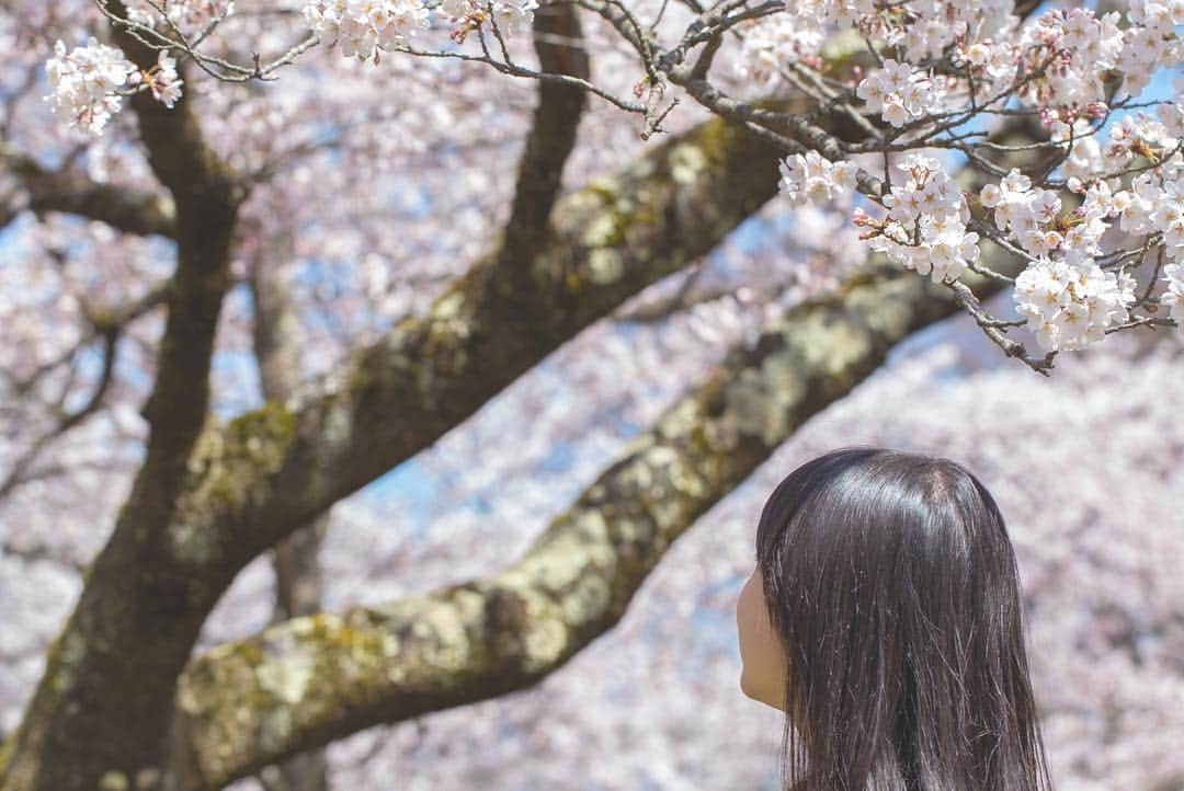 東北女子さんのインスタグラム写真 - (東北女子Instagram)「. 福島賞櫻part1：#鶴之城 . 這次賞櫻旅唯一滿開的地方，超美😭 第二次來鶴之城，想當初第一次冬天來時是滿滿的積雪...（笑） 再次見證東北的景點每個季節都值得來一次🙆‍♀️ . 📍交通：從会津若松駅搭周遊巴士20分鐘 📍開放：8:30-17:00 📍票價：410円 📍停留時間：1小時（可慢慢逛城內展覽） . ✨#東北女子福島賞櫻之旅 📷2019.04.18 . #日本東北 #東北女子travel #福島 #會津 #会津 #会津若松 #東北之旅 #賞櫻 #花見 #日本自助 #東北賞櫻 #日本賞櫻 #賞櫻之旅 #行くぜ東北 #春の東北インスタキャンペーン #東北女子 #tohoku #fukushima　#fukushimacity　#wakufuku」4月29日 20時02分 - tohoku_girl_official