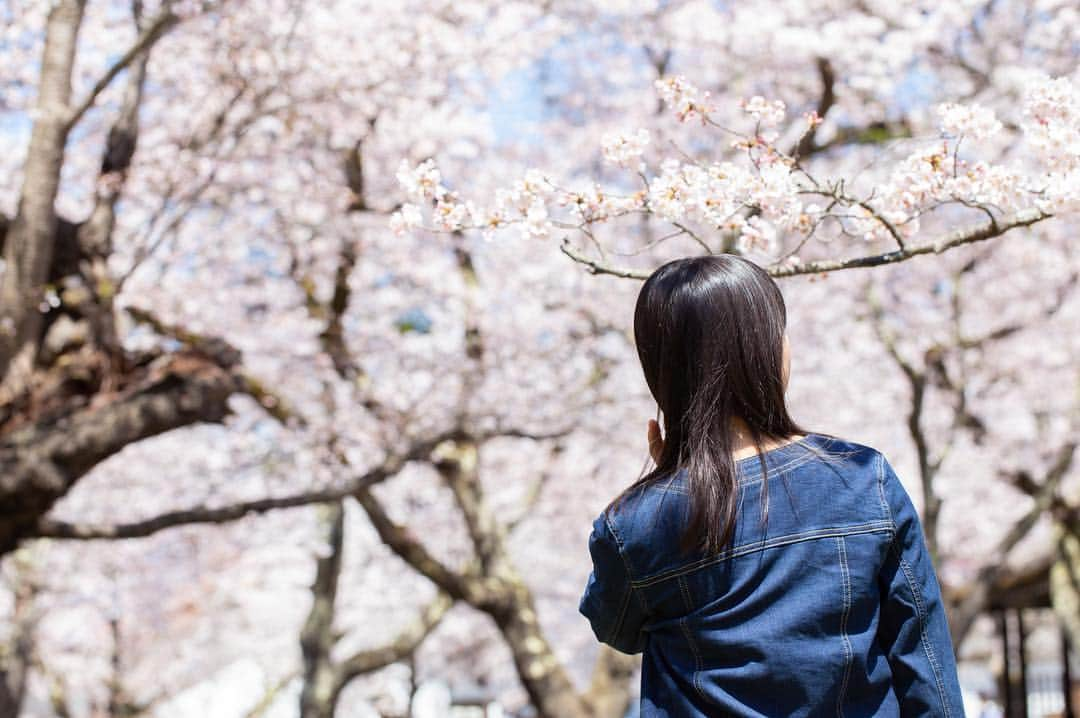 東北女子さんのインスタグラム写真 - (東北女子Instagram)「. 福島賞櫻part1：#鶴之城 . 這次賞櫻旅唯一滿開的地方，超美😭 第二次來鶴之城，想當初第一次冬天來時是滿滿的積雪...（笑） 再次見證東北的景點每個季節都值得來一次🙆‍♀️ . 📍交通：從会津若松駅搭周遊巴士20分鐘 📍開放：8:30-17:00 📍票價：410円 📍停留時間：1小時（可慢慢逛城內展覽） . ✨#東北女子福島賞櫻之旅 📷2019.04.18 . #日本東北 #東北女子travel #福島 #會津 #会津 #会津若松 #東北之旅 #賞櫻 #花見 #日本自助 #東北賞櫻 #日本賞櫻 #賞櫻之旅 #行くぜ東北 #春の東北インスタキャンペーン #東北女子 #tohoku #fukushima　#fukushimacity　#wakufuku」4月29日 20時02分 - tohoku_girl_official