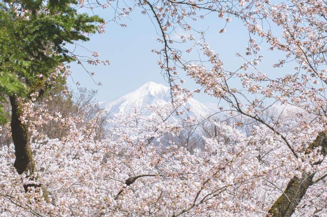 東北女子さんのインスタグラム写真 - (東北女子Instagram)「. 福島賞櫻part1：#鶴之城 . 這次賞櫻旅唯一滿開的地方，超美😭 第二次來鶴之城，想當初第一次冬天來時是滿滿的積雪...（笑） 再次見證東北的景點每個季節都值得來一次🙆‍♀️ . 📍交通：從会津若松駅搭周遊巴士20分鐘 📍開放：8:30-17:00 📍票價：410円 📍停留時間：1小時（可慢慢逛城內展覽） . ✨#東北女子福島賞櫻之旅 📷2019.04.18 . #日本東北 #東北女子travel #福島 #會津 #会津 #会津若松 #東北之旅 #賞櫻 #花見 #日本自助 #東北賞櫻 #日本賞櫻 #賞櫻之旅 #行くぜ東北 #春の東北インスタキャンペーン #東北女子 #tohoku #fukushima　#fukushimacity　#wakufuku」4月29日 20時02分 - tohoku_girl_official