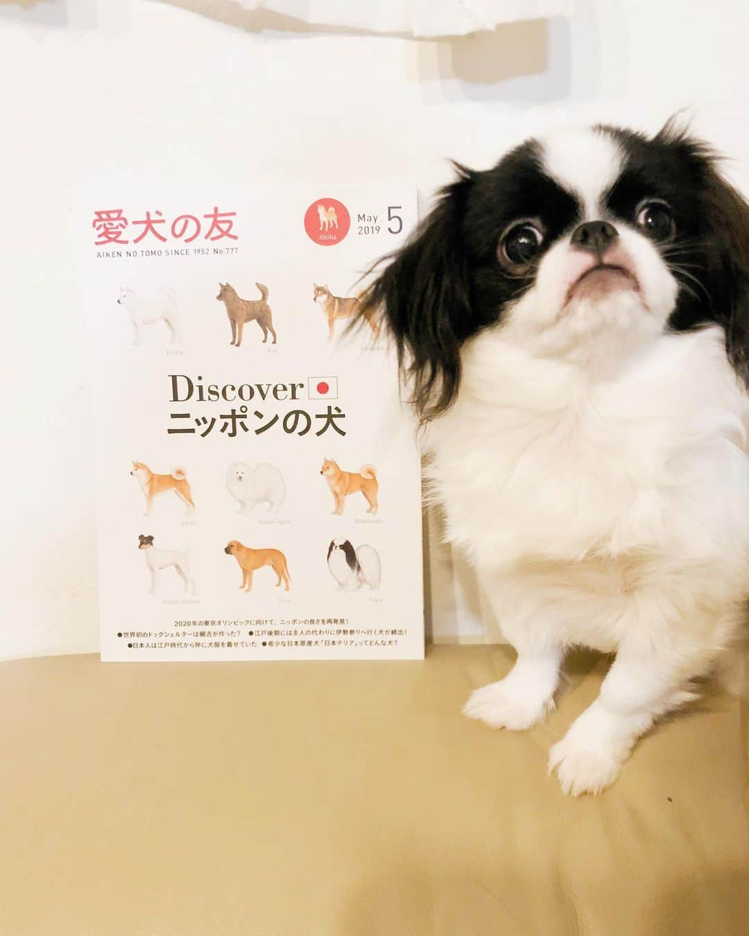 juntowaさんのインスタグラム写真 - (juntowaInstagram)「愛犬の友デビューしたよ。#日本の犬#特集#全員載ってるよ 良かったら見てねー！」4月29日 20時04分 - juntowa