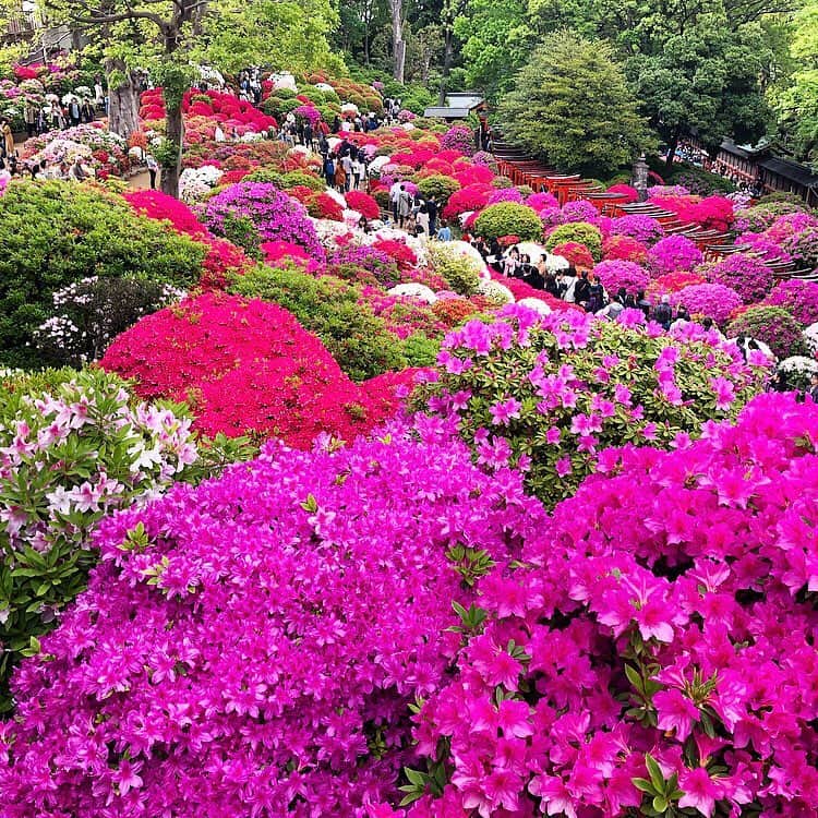 chiyo1173さんのインスタグラム写真 - (chiyo1173Instagram)「#outfitoftheday  今日は#根津神社つつじ祭り へ。 通っていた高校の近くなので懐かしくなって、 まわりをいろいろ探索したりもしました🚶‍♀️🚶‍♀️🚶‍♀️ 楽しかった！ ・ ・ 桜の次はネモフィラ、そしてツツジ。 芝桜や藤棚も見に行きないなぁ〜✨ 連休中に行けるかな。 お花、大好きなんです❁❁❁ ・ ・ tops：#journalstandard #ジャーナルスタンダード denim：#upperhights #アッパーハイツ bag：#loewe #ロエベ shoes：#baldan #バルダン ・ ・」4月29日 20時14分 - chiyo1173