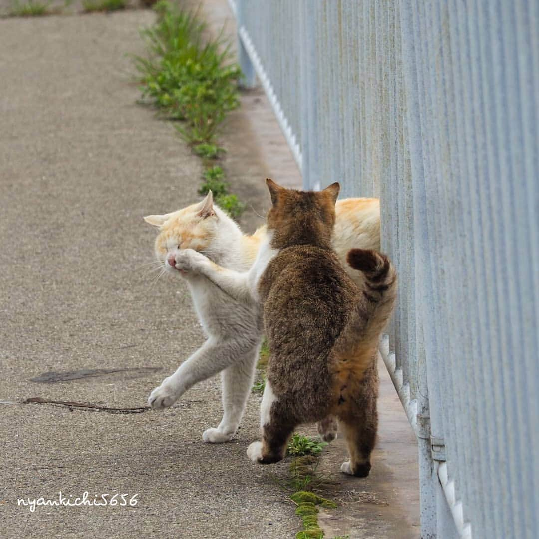 路地裏のにゃん吉さんのインスタグラム写真 - (路地裏のにゃん吉Instagram)「挨拶せんかい！ Say hello！ 👍GW中でも仕事の皆さんご苦労様です あなた達がいるから世の中回る 感謝です✨  #生き抜け野良猫  #แมว #igersjp#ねこ#猫#ig_japan#ねこ部#ふわもこ部#野良猫#にゃんすたぐらむ#みんねこ #cats#ファインダー越しの私の世界 #catsofinstagram#catstocker#instagramjapan##catloversclub#ペコねこ部#ピクネコ #東京カメラ部#icu_japan#team_jp_西 #고양이#nekoclub #catstagram#japan_photo_now #bestcatclub #loves_nippon#balousfriends#ファインダーは私のキャンパス」4月29日 20時17分 - nyankichi5656