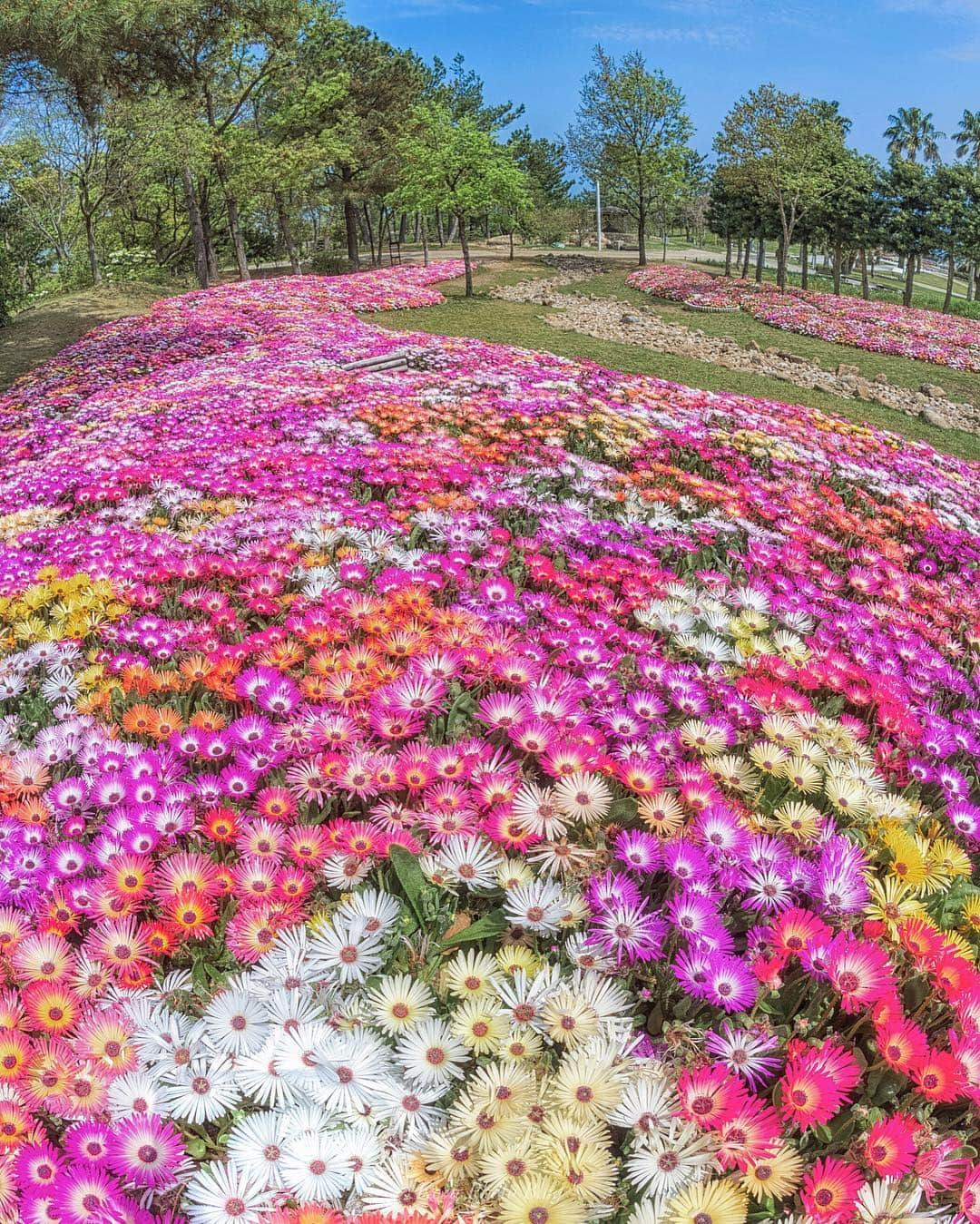 コサさんのインスタグラム写真 - (コサInstagram)「💐リビングストンデージー 💐 この密集度はたまりません～😍 💐 Location:兵庫 Hyogo/Japan Data:2019.4.25 💐 #art_of_japan_ #tokyocameraclub #dpj_member #team_jp_ #IG_PHOS #photo_jpn #ptk_japan #pt_life_ #bestjapanpics #Lovers_Nippon #花びら大回転2019 #rox_sp2019 #Japan_Daytime_View #ip_blossoms #はなまっぷ #私の花の写真 #wp_flowers #light_nikon #sorakataphoto #IGersJP #japan_great_view #LBJ_members #広がり同盟メンバー #special_spot_member #s_shot #inspiring_shot #photo_travelers #beautifuldestinations #kf_gallery_vip #nipponpic_member」4月29日 20時32分 - kosa_photo