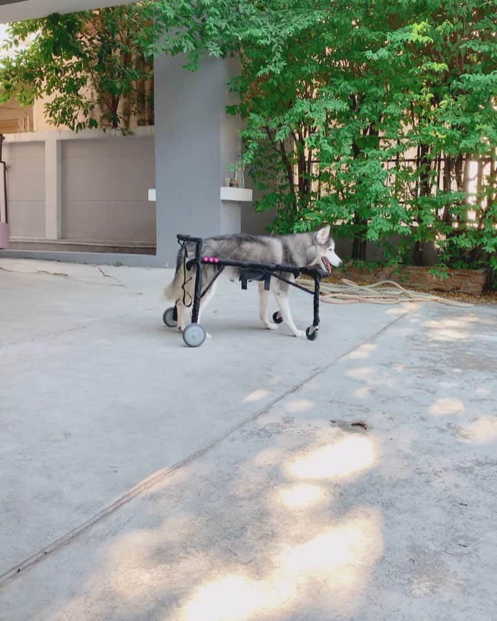 r_oseのインスタグラム：「Eight legs pup🛷 Go.. go.. girl🛴💨 #day3 : Still not getting used to her additional legs yet but it won’t take her so long 🥰〰️ #wheelchairdontcare」