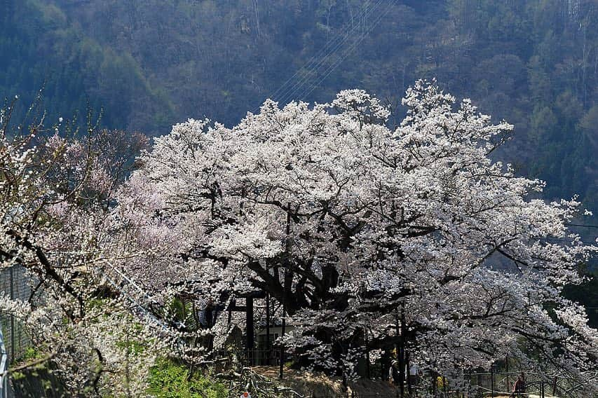 プンクマさんのインスタグラム写真 - (プンクマInstagram)「何世代にも亘り歴史を見つめた素桜神社の神代桜。 #神代桜 #樹齢1200年 #国の天然記念物 #エドヒガンザクラ」4月29日 20時32分 - pnkm913