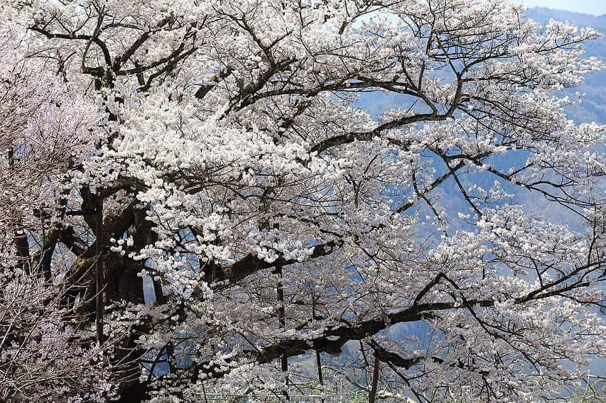 プンクマさんのインスタグラム写真 - (プンクマInstagram)「何世代にも亘り歴史を見つめた素桜神社の神代桜。 #神代桜 #樹齢1200年 #国の天然記念物 #エドヒガンザクラ」4月29日 20時32分 - pnkm913