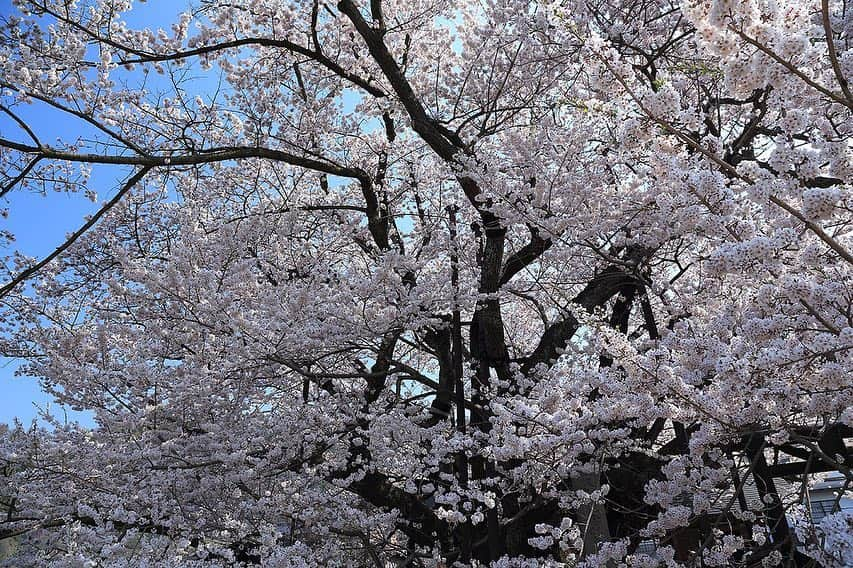 プンクマさんのインスタグラム写真 - (プンクマInstagram)「何世代にも亘り歴史を見つめた素桜神社の神代桜。 #神代桜 #樹齢1200年 #国の天然記念物 #エドヒガンザクラ」4月29日 20時32分 - pnkm913